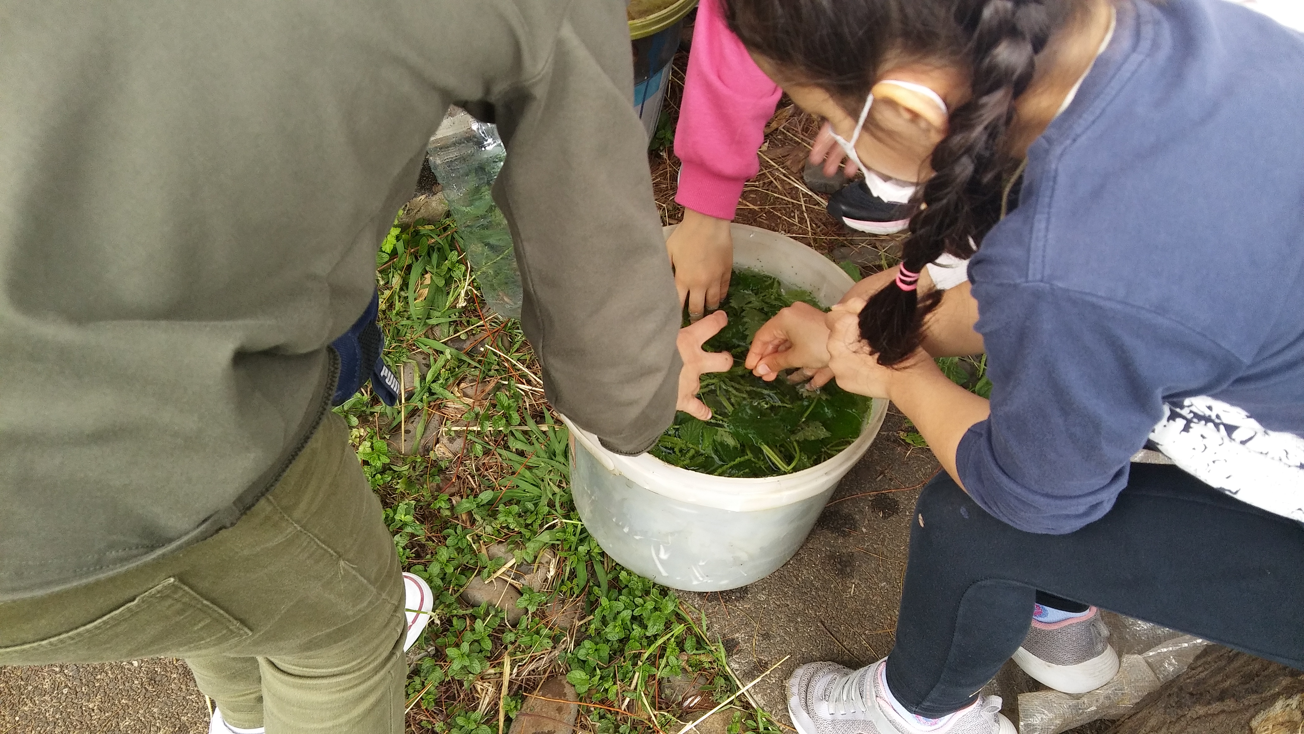 Os alunos do 2.ºB ajudam na preparação do macerado para adubar a terra da horta.