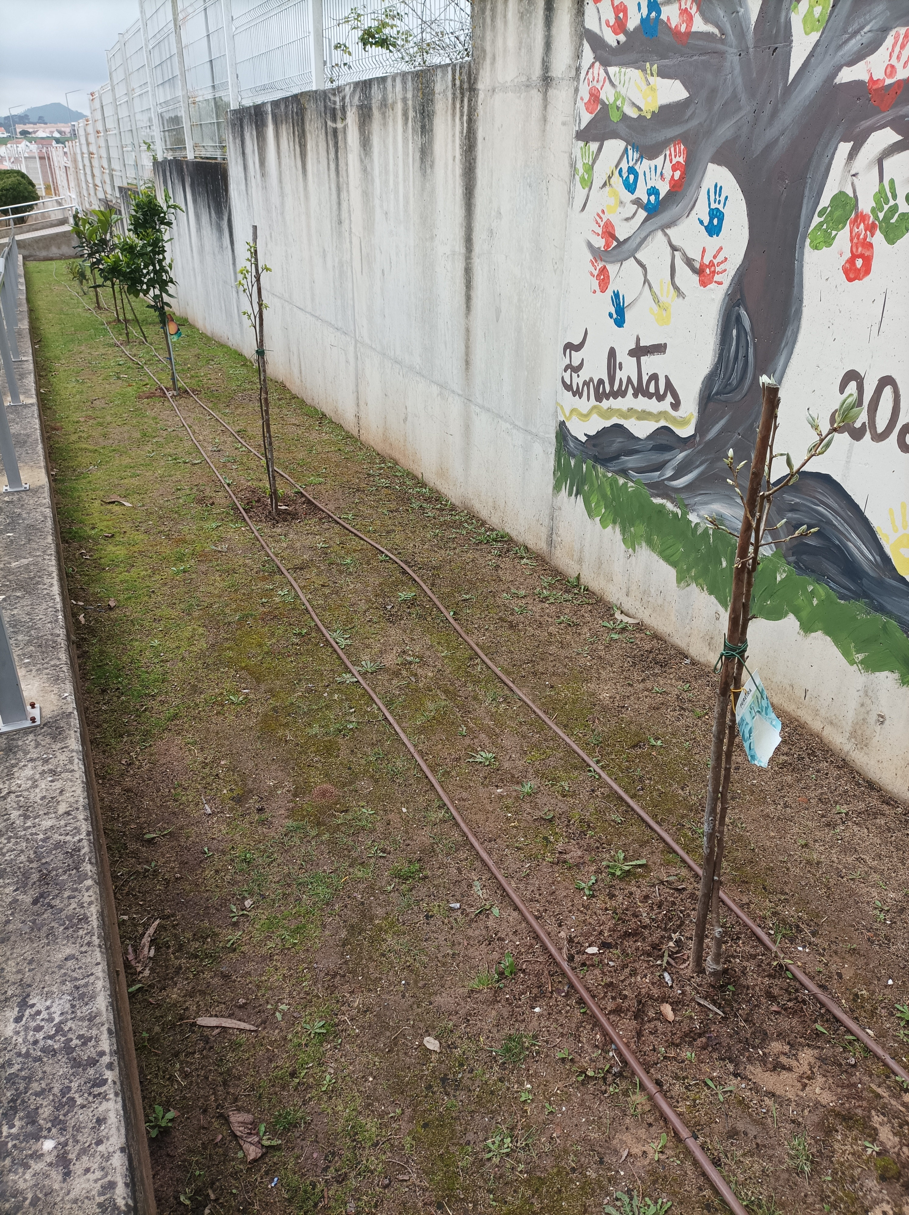 O nosso pomar foi aumentado com a  plantação de 4 nespereiras e as árvores do ano anterior foram podadas por um elemento da comunidade.