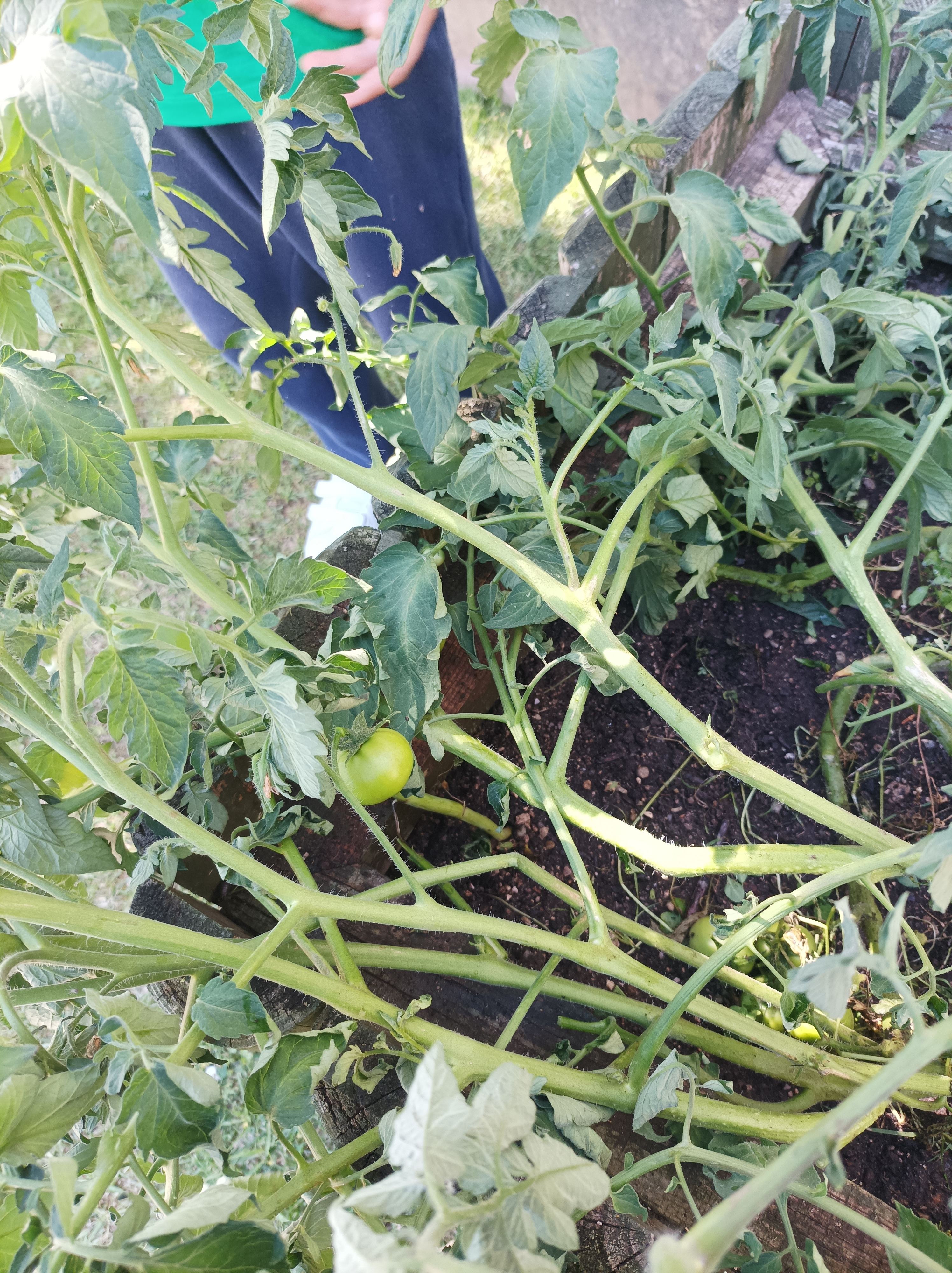 os tomateiros estão a produzir fruto, agora é esperar que fiquem maduros....