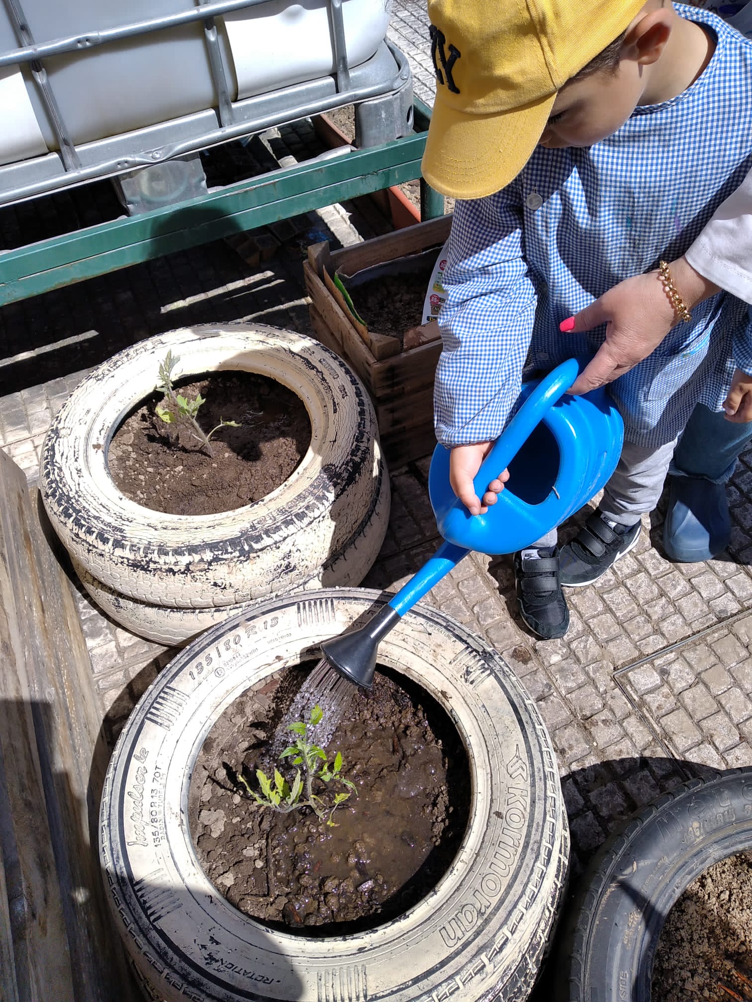 Plantações de maio na pequena horta improvisada(pneus)