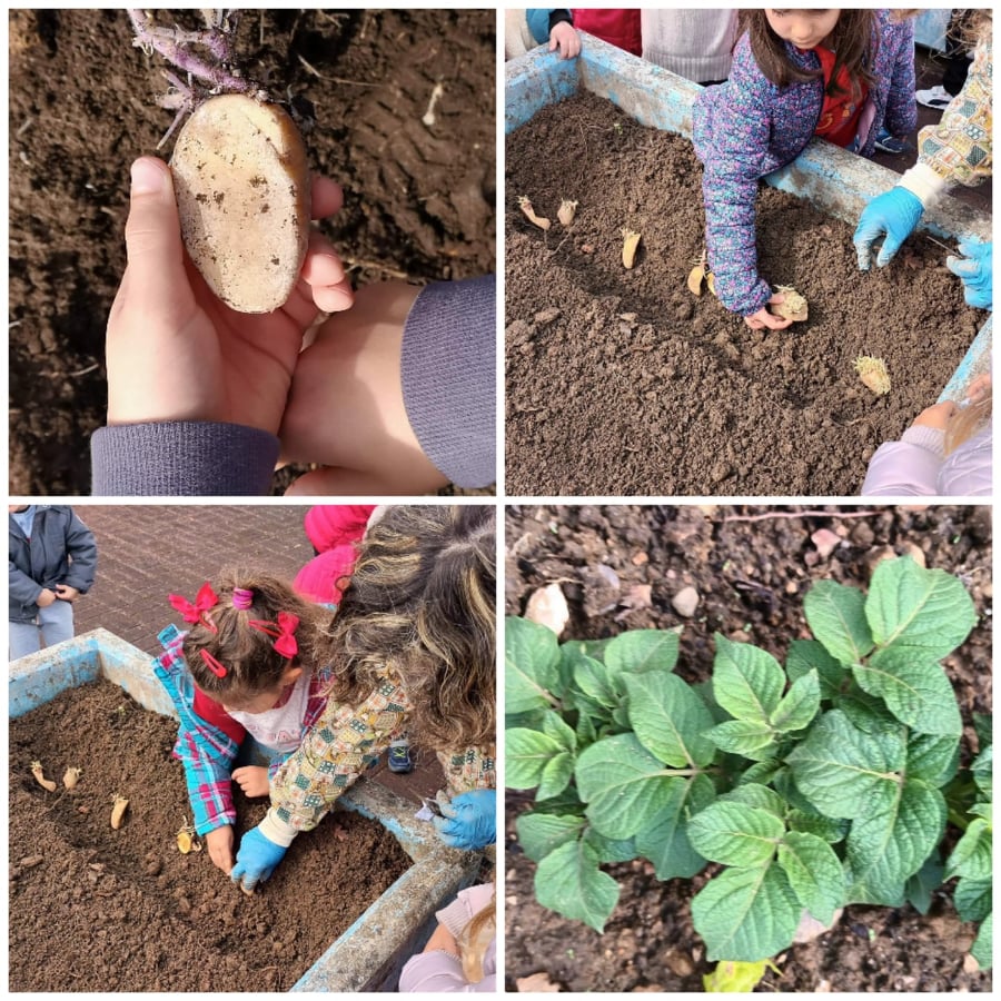 As batatas são mágicas, de uma fazemos duas ou três plantas novas. Aprendemos que se chama "manta" à  terra que se cava para cobrir a batatinha e ao mesmo tempo fazemos outro reguinho para colocar mais batatas.  As batateirinhas novas já cresceram muito.