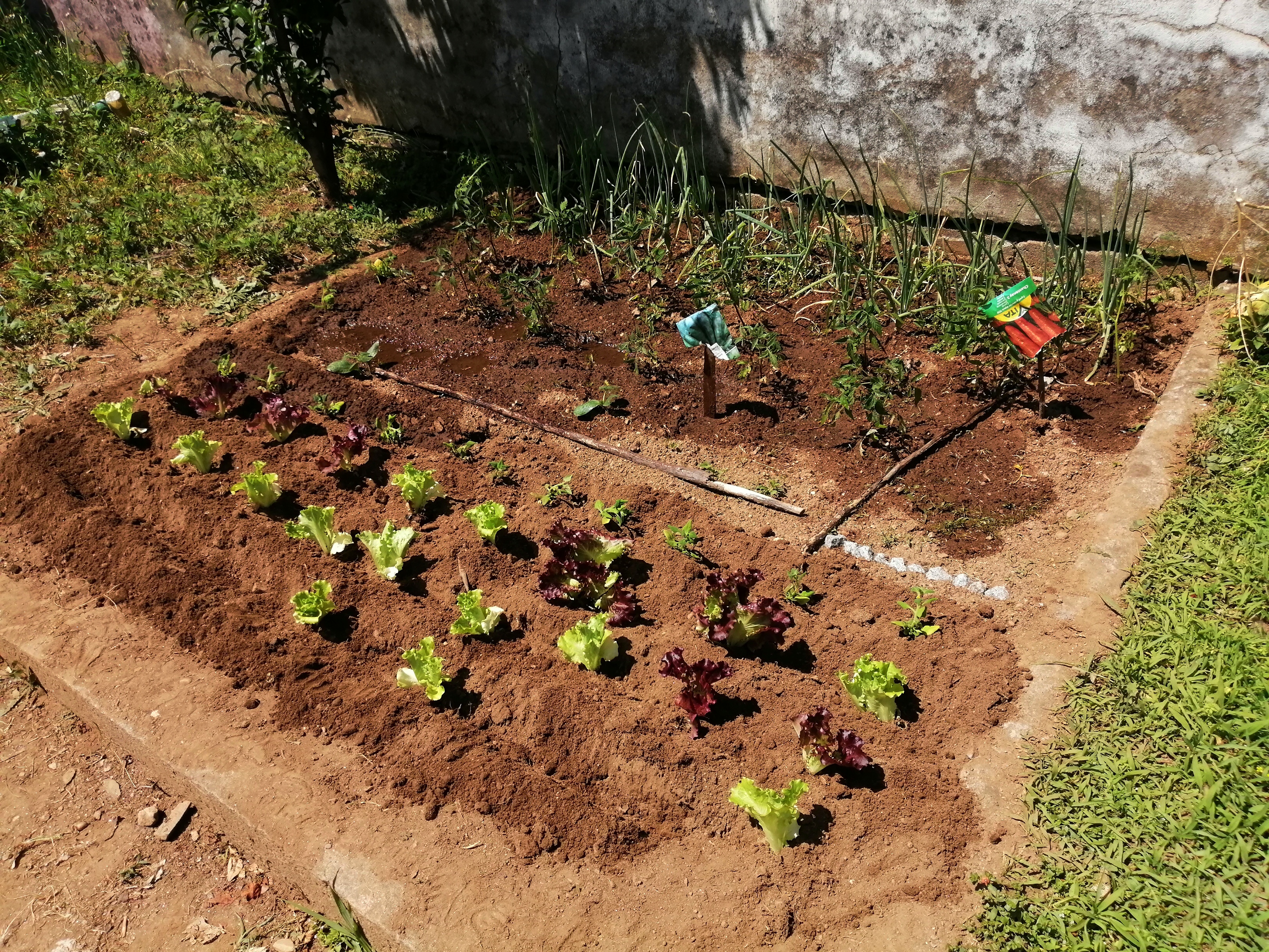 Horta com plantação de cebolo, cenouras, espinafres, curgetes, tomates, tomate cherry, espinafres e alface
