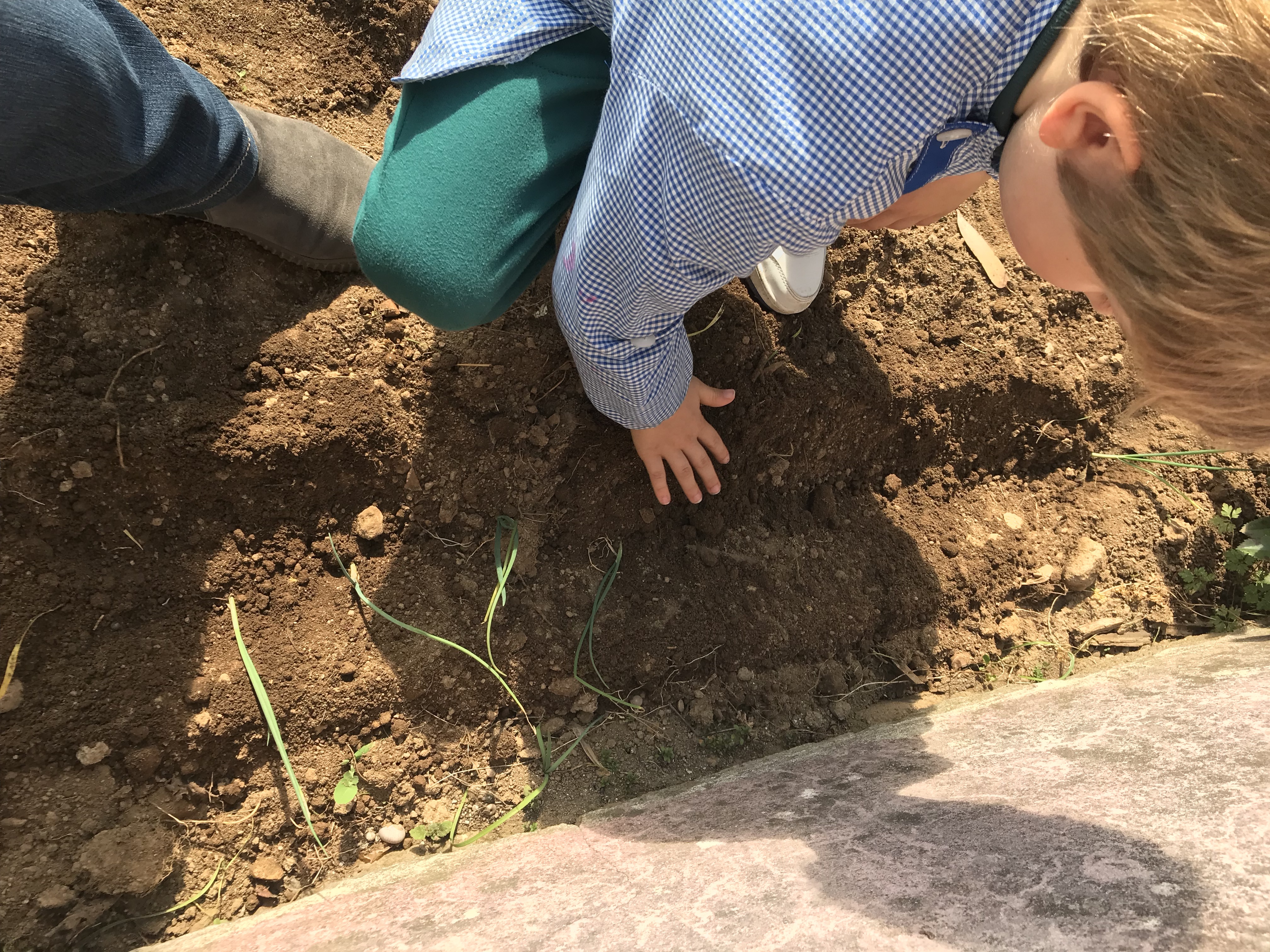 Plantação do cebolo com os meninos do Jardim de Infância de Vila Verde
