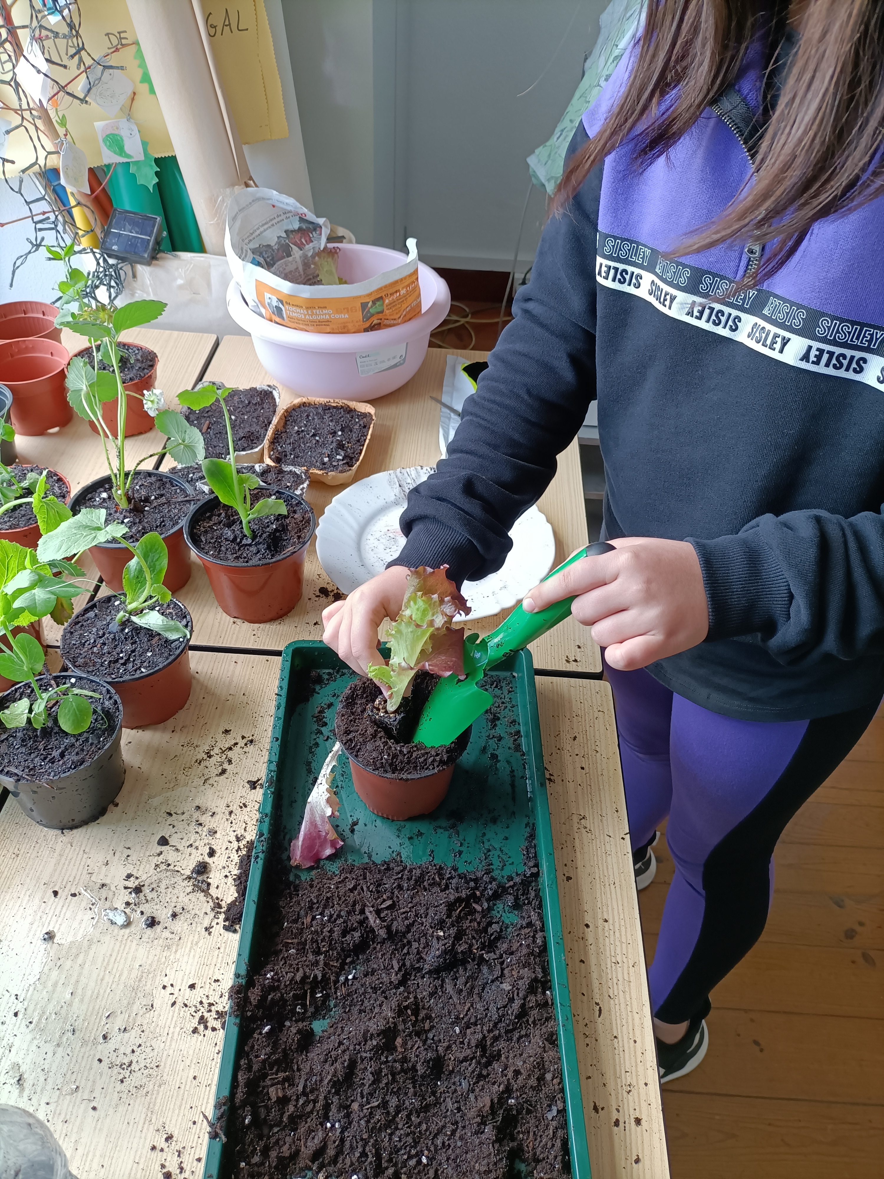 Plantação da plântula de alface em vaso, na sala de aula