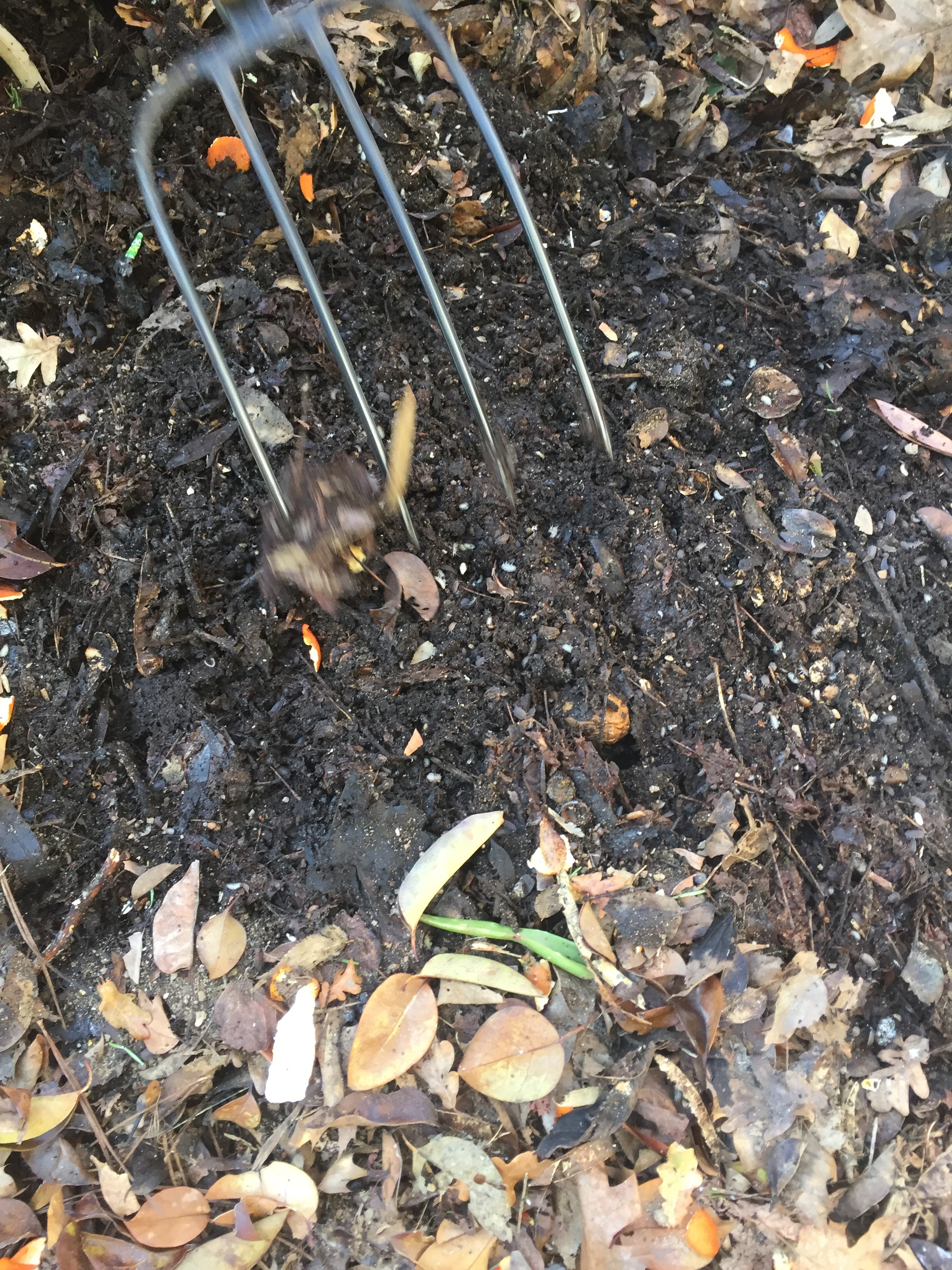 Revirar a pilha de compostagem (janeiro)
Deu-se umas reviravoltas à matéria orgânica da pilha de compostagem. Observaram-se imensos bichos de conta, fungos e algumas minhocas.