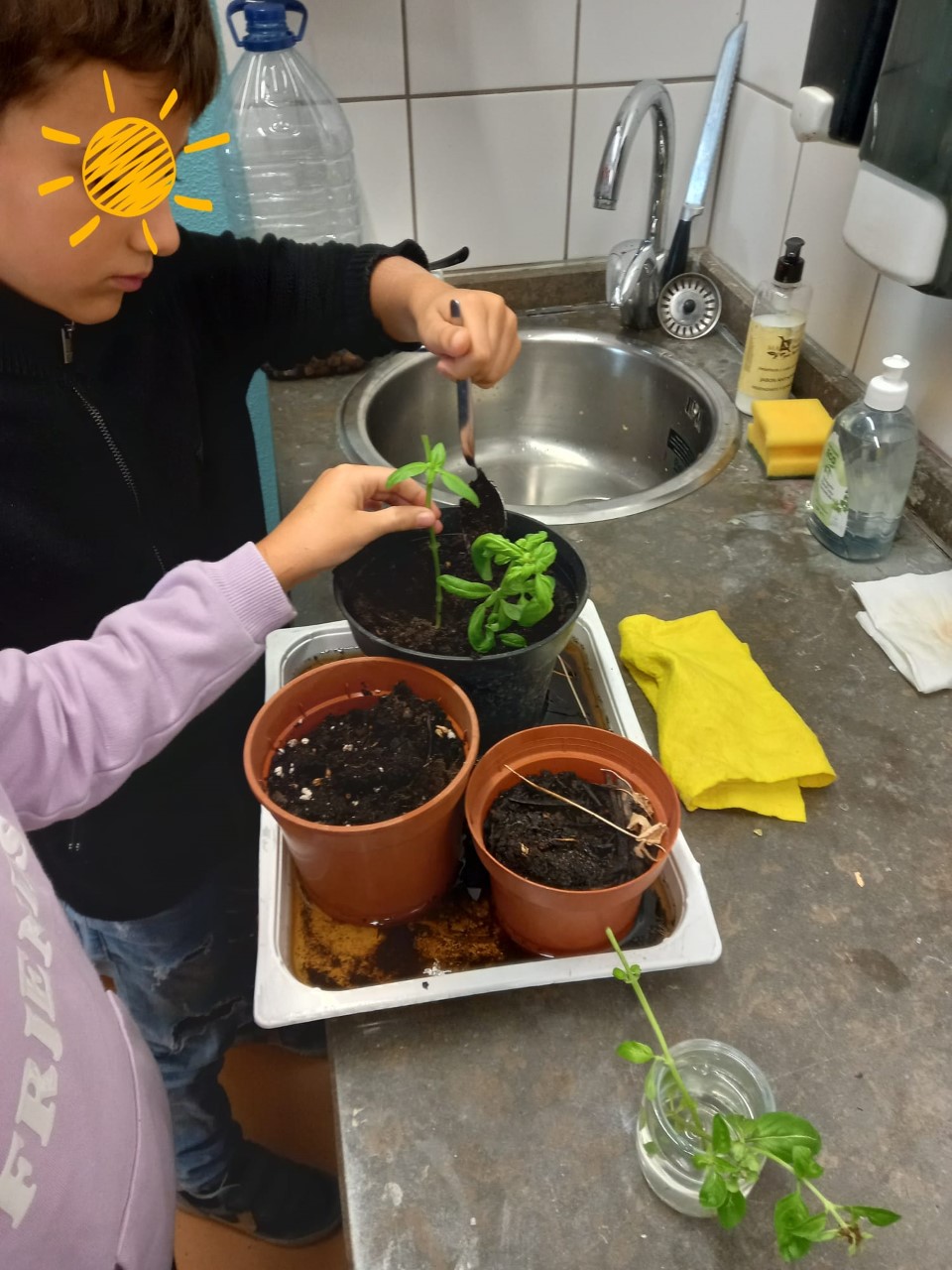 Preparação de pequenos vasos com  sementes e com algumas plantas aromáticas.
