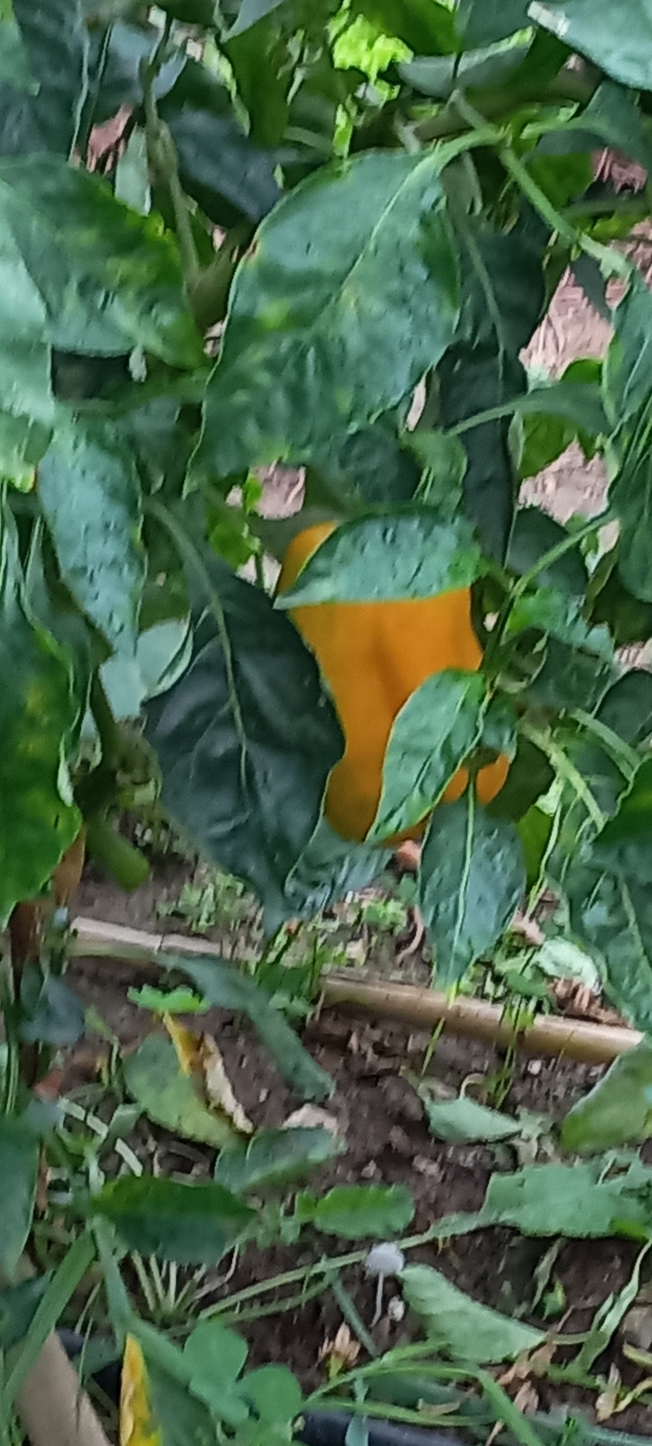Produtos da horta - pimento amarelo