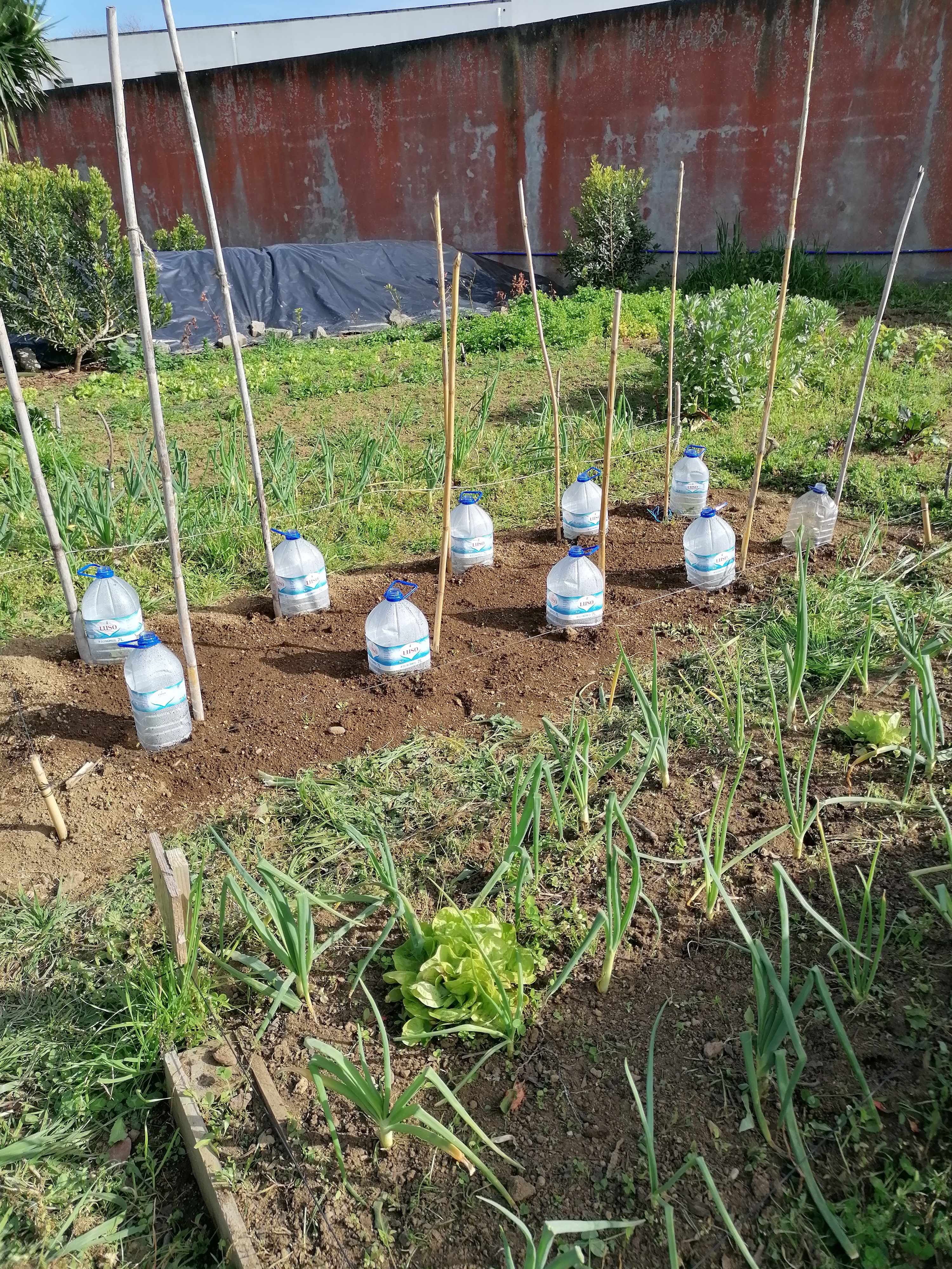 Vista da horta, canteiro com utilização de garrafões para criação de microclima na cultura de tomate.