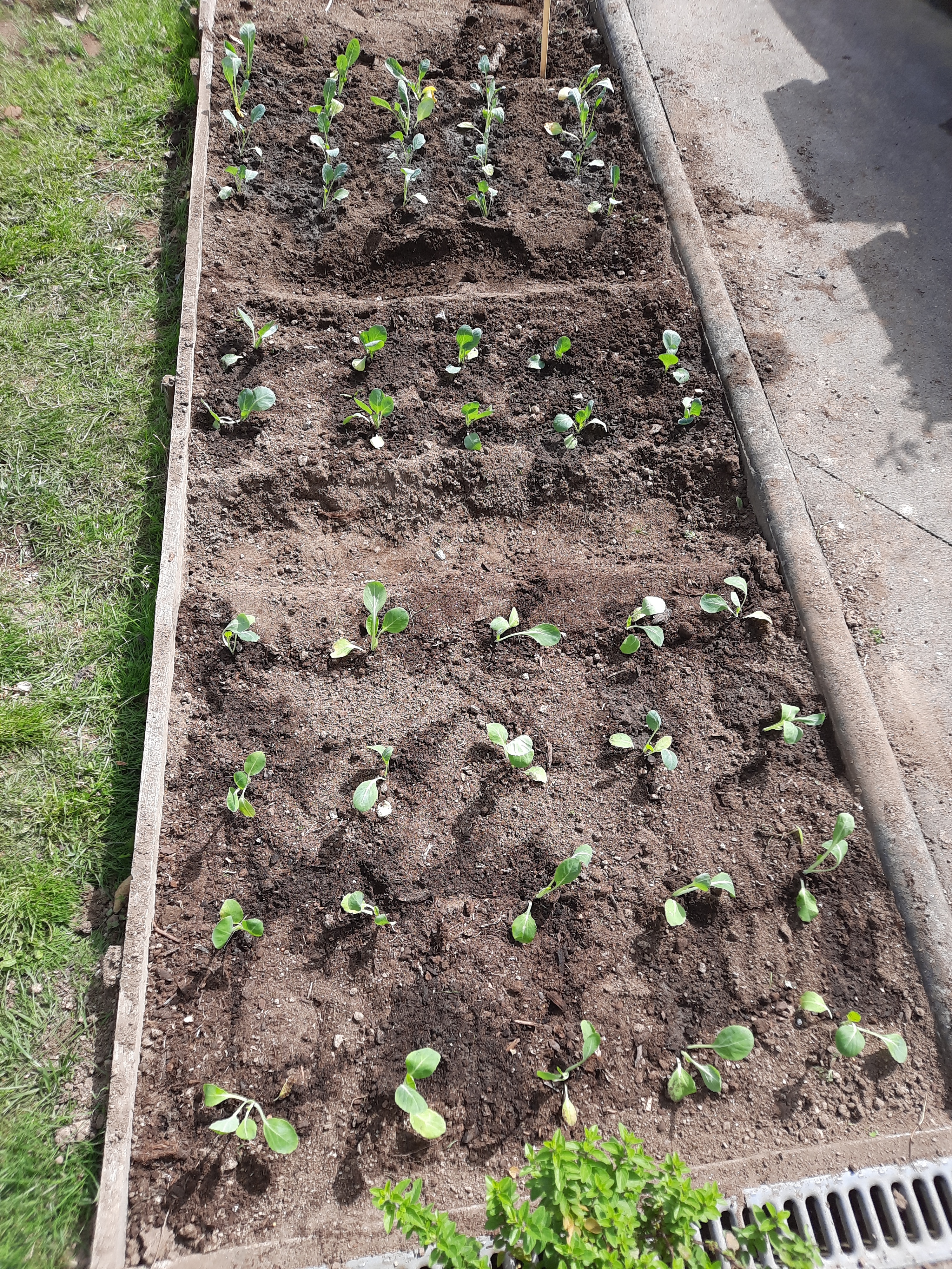 Plantamos penca da Póvoa, coração, couve-flor e brócolos.