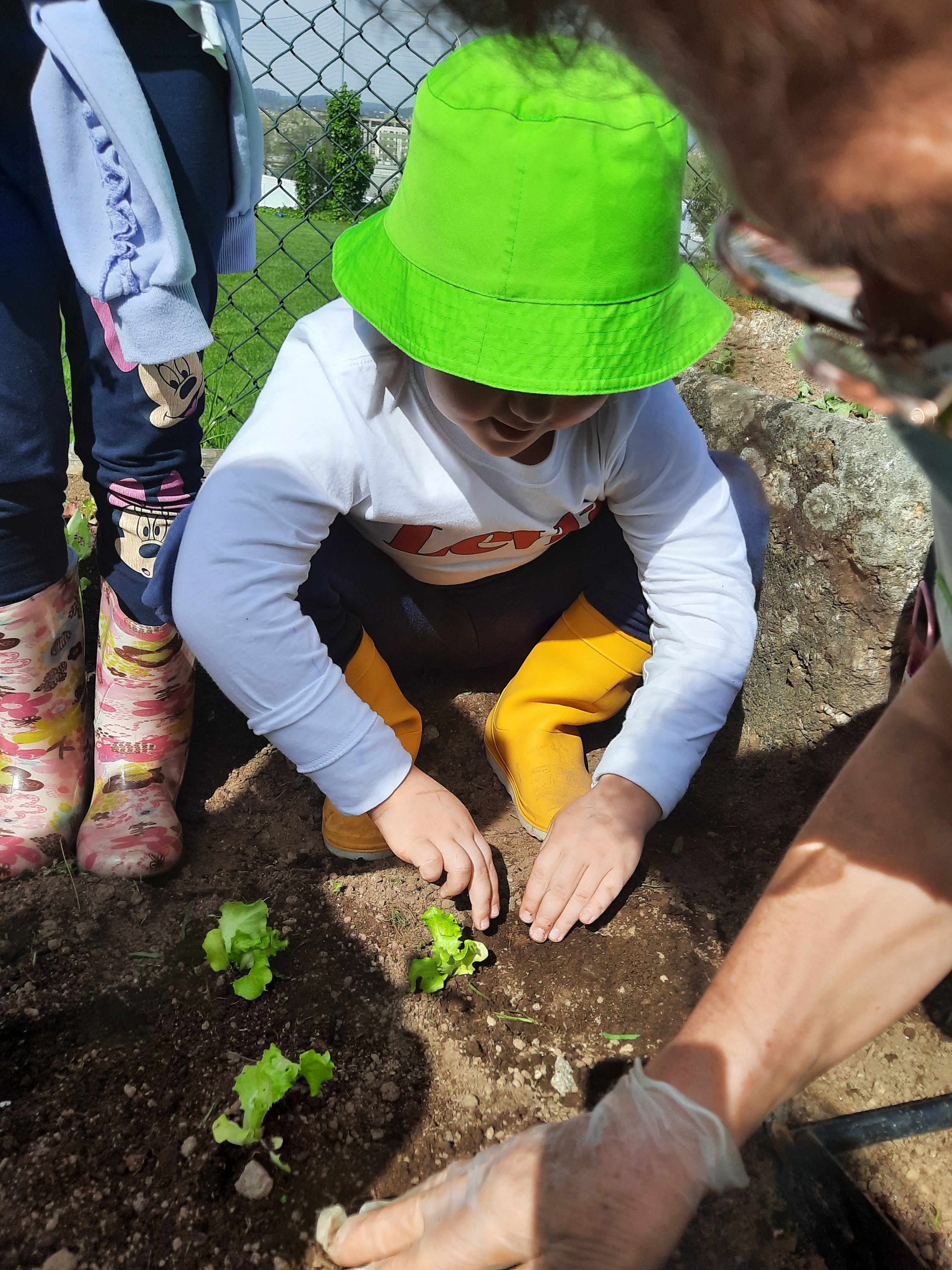 Plantamos alfaces com a ajuda das crianças da sala dos 5 anos.