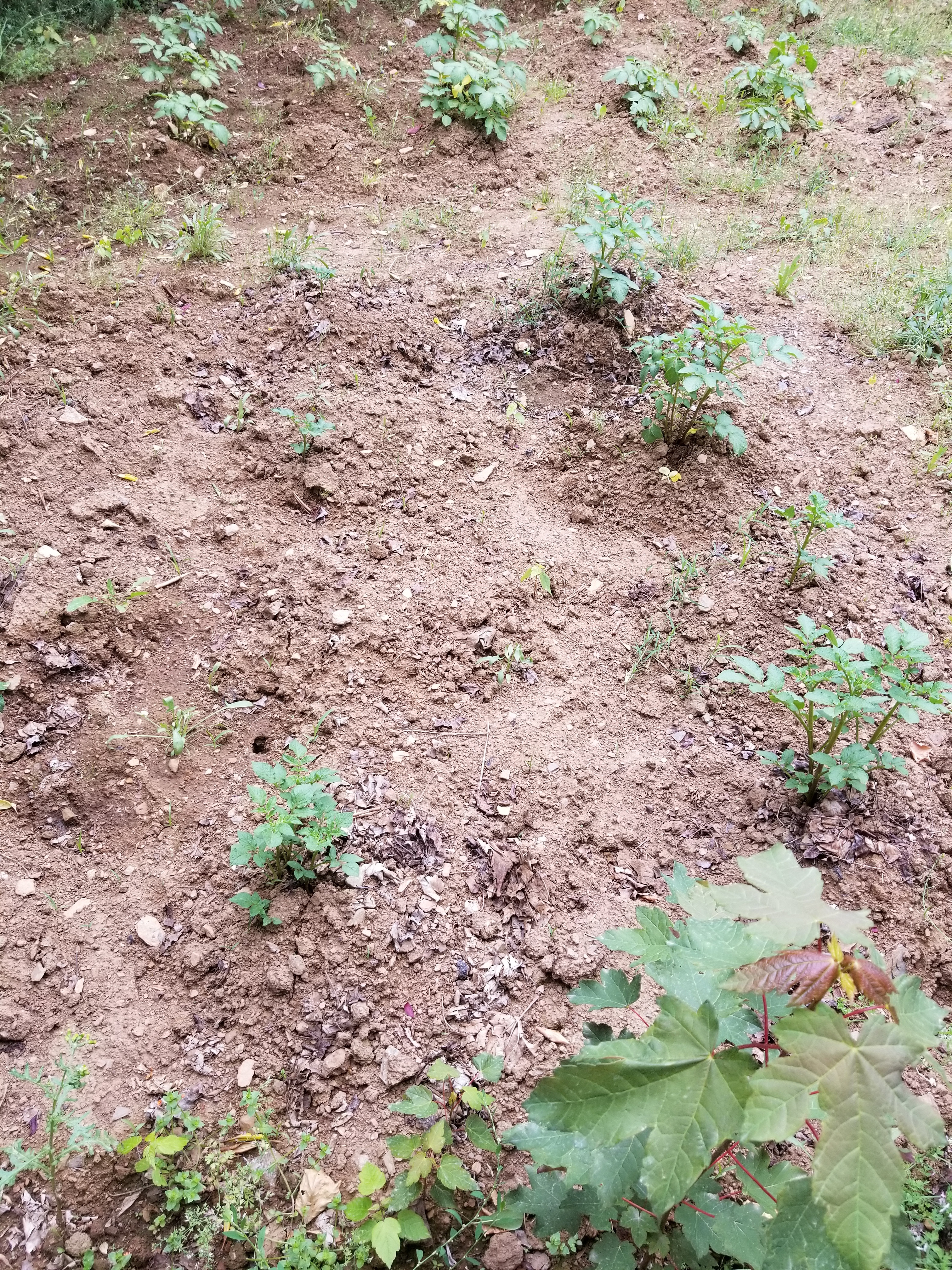 Plantação de batatas