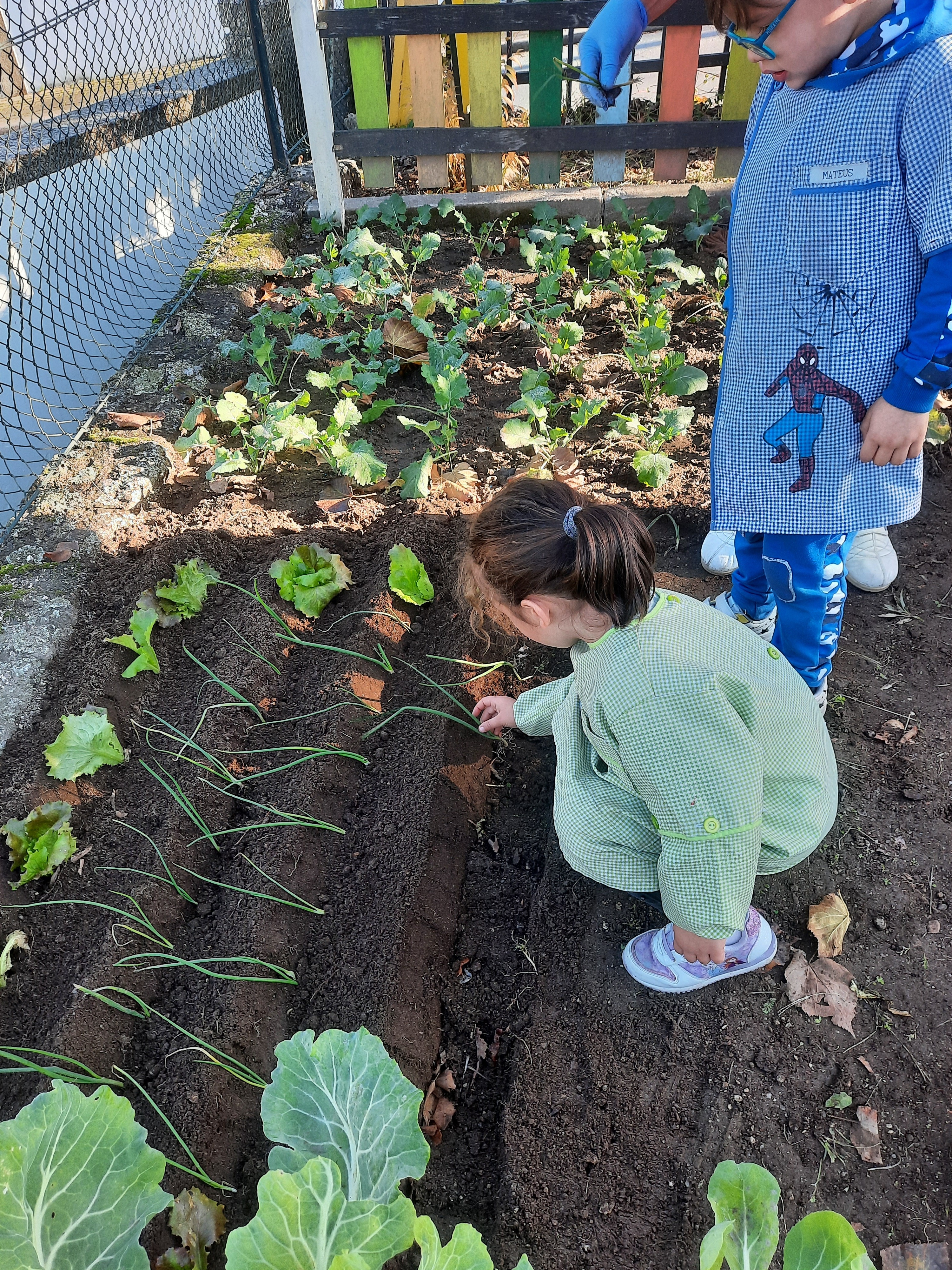 Crianças nas plantações do cebolo.
