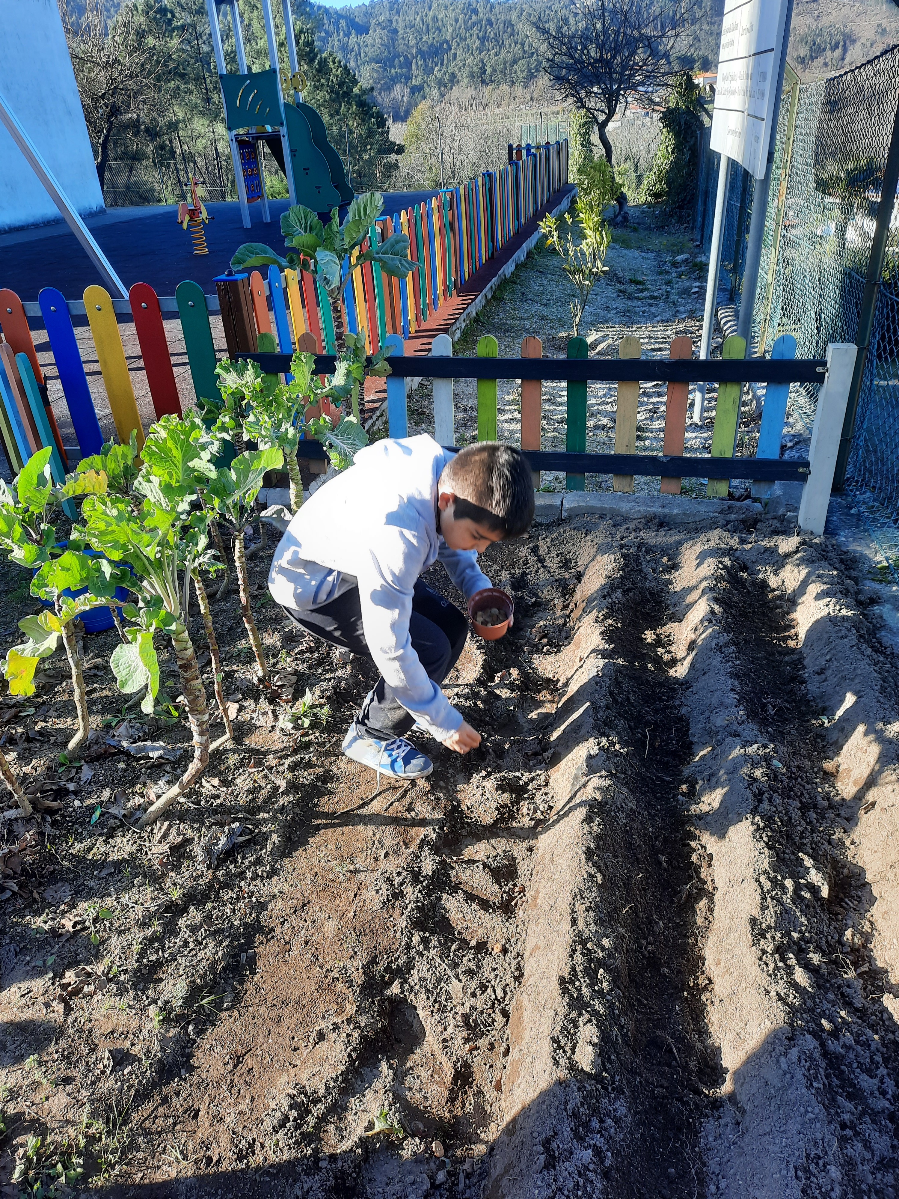 Participação de uma criança do 3º ano na plantação de ervilhas.
Colocar a semente na terra depois de preparada por outras crianças do 3º e 4º ano com a ajuda de um adulto.