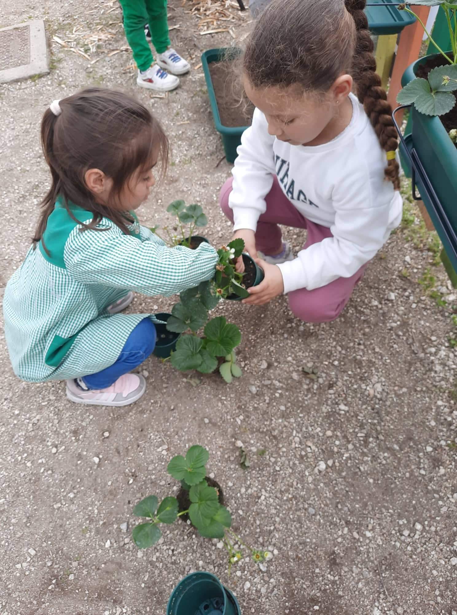 A participação das crianças do pré Escolar no cultivo de morangos.