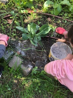 Descobrimos que as lesmas e os seus amigos caracóis estavam a comer as nossas couves e nabiças por isso colocámos cinza à volta dos pés das plantas atacadas, para os afastar.