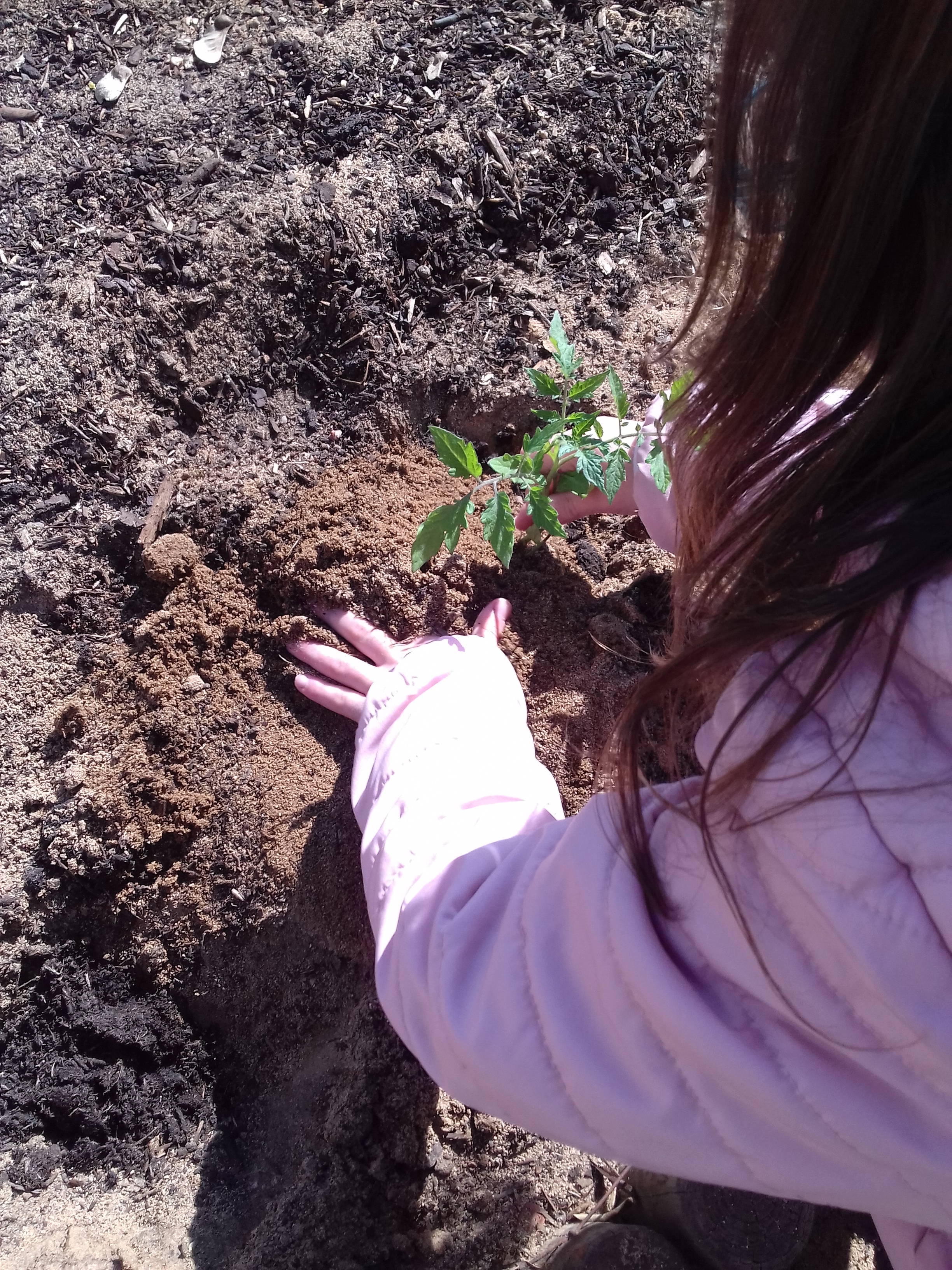 As plantas foram germinadas em contexto sala de aula e foram plantadas posteriormente, na horta.