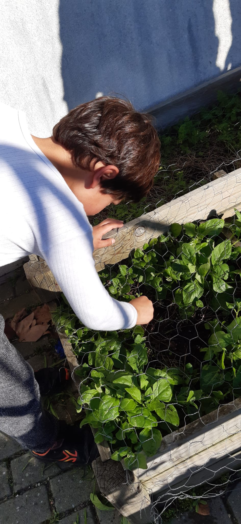 Tirar ervas daninhas para que os espinafres cresçam saudáveis.