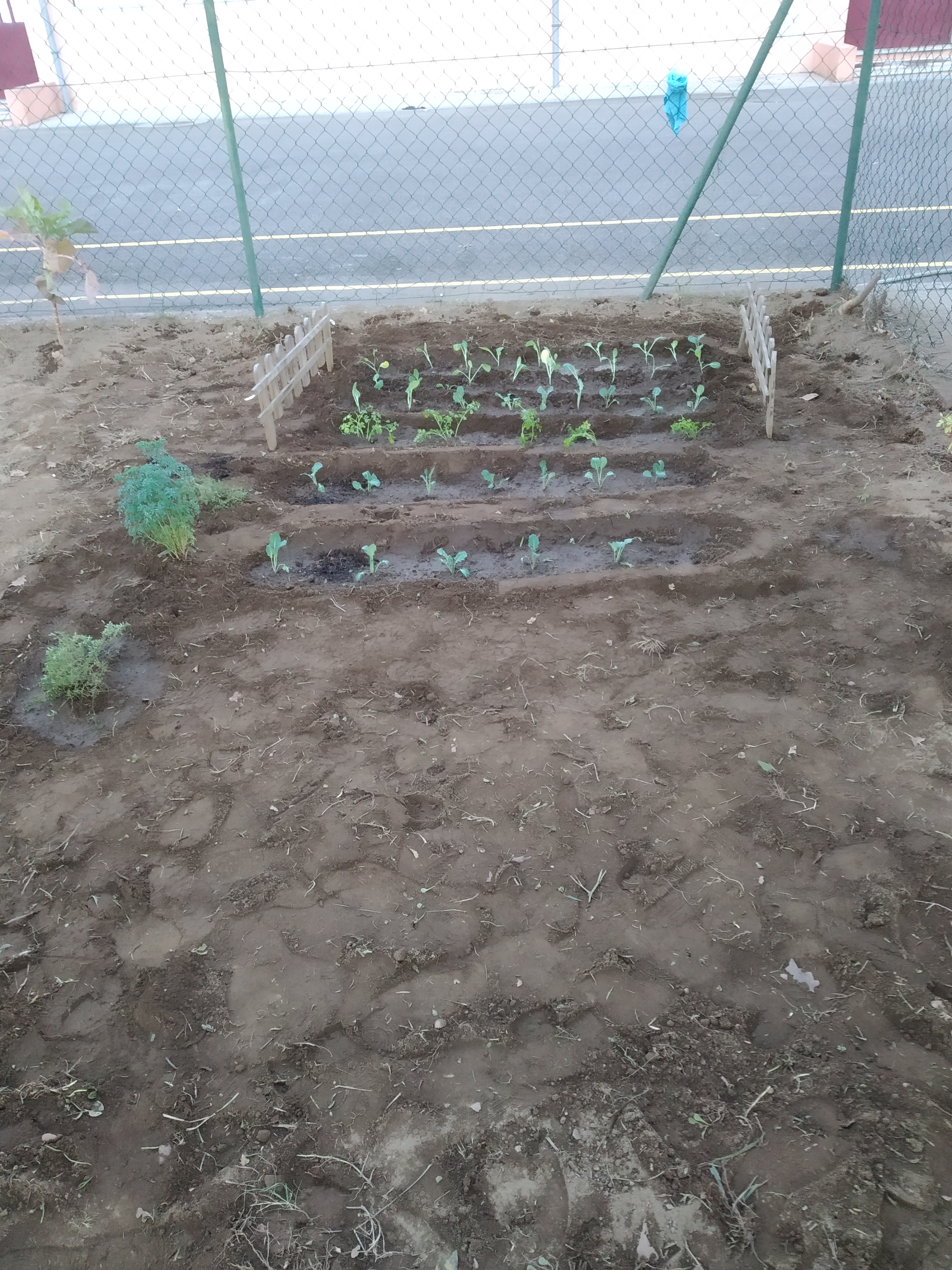 Canteiro com hortícolas plantadas pelos alunos e preparação do solo para novas consociações.