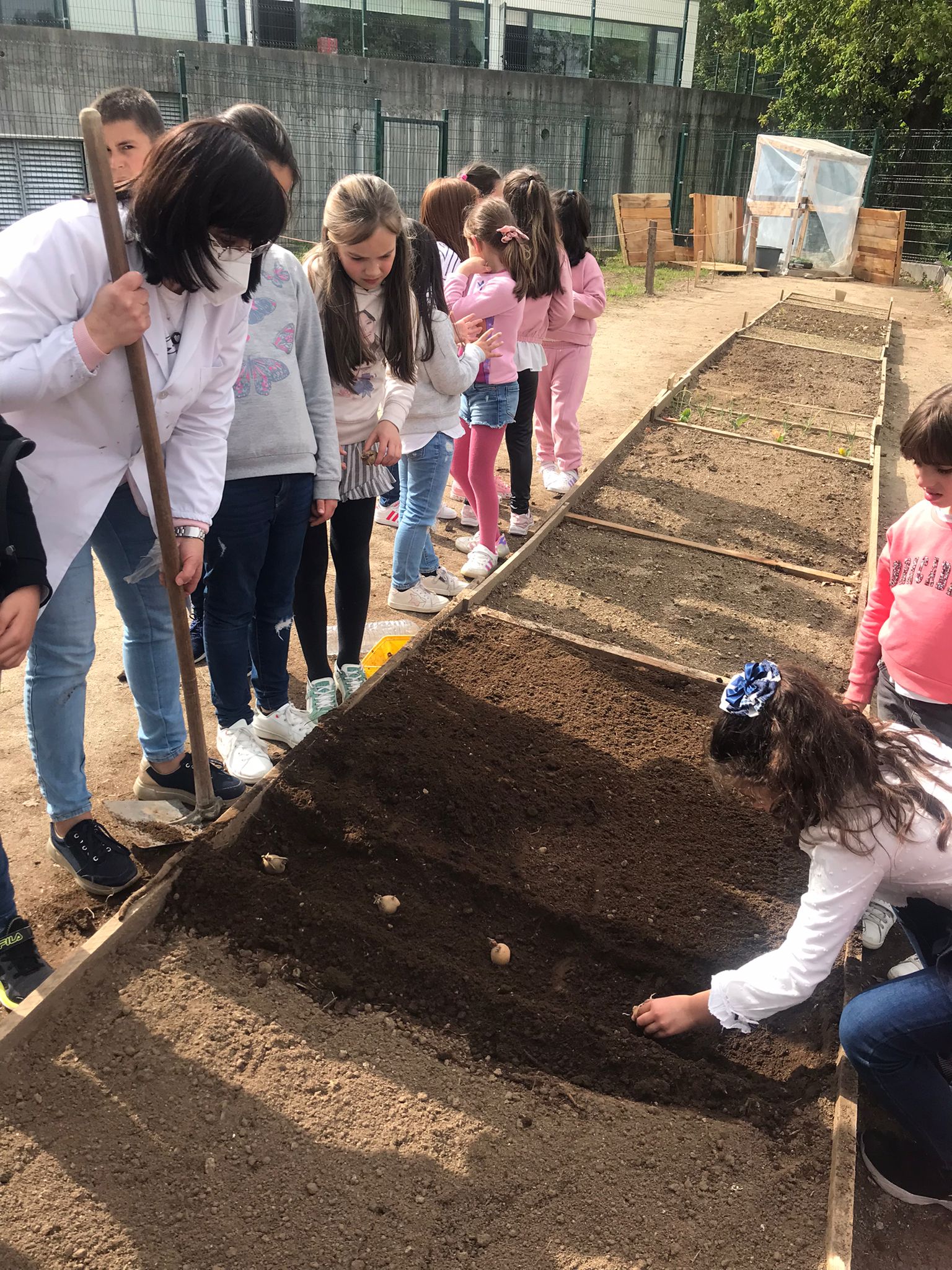 Escolheu-se um espaço do canteiro para plantar batatas. Fizeram-se regos e os alunos colocaram a batata - semente, de 15 em 15 cm, com o grelo virado para cima. De seguida cobriu-se com terra.