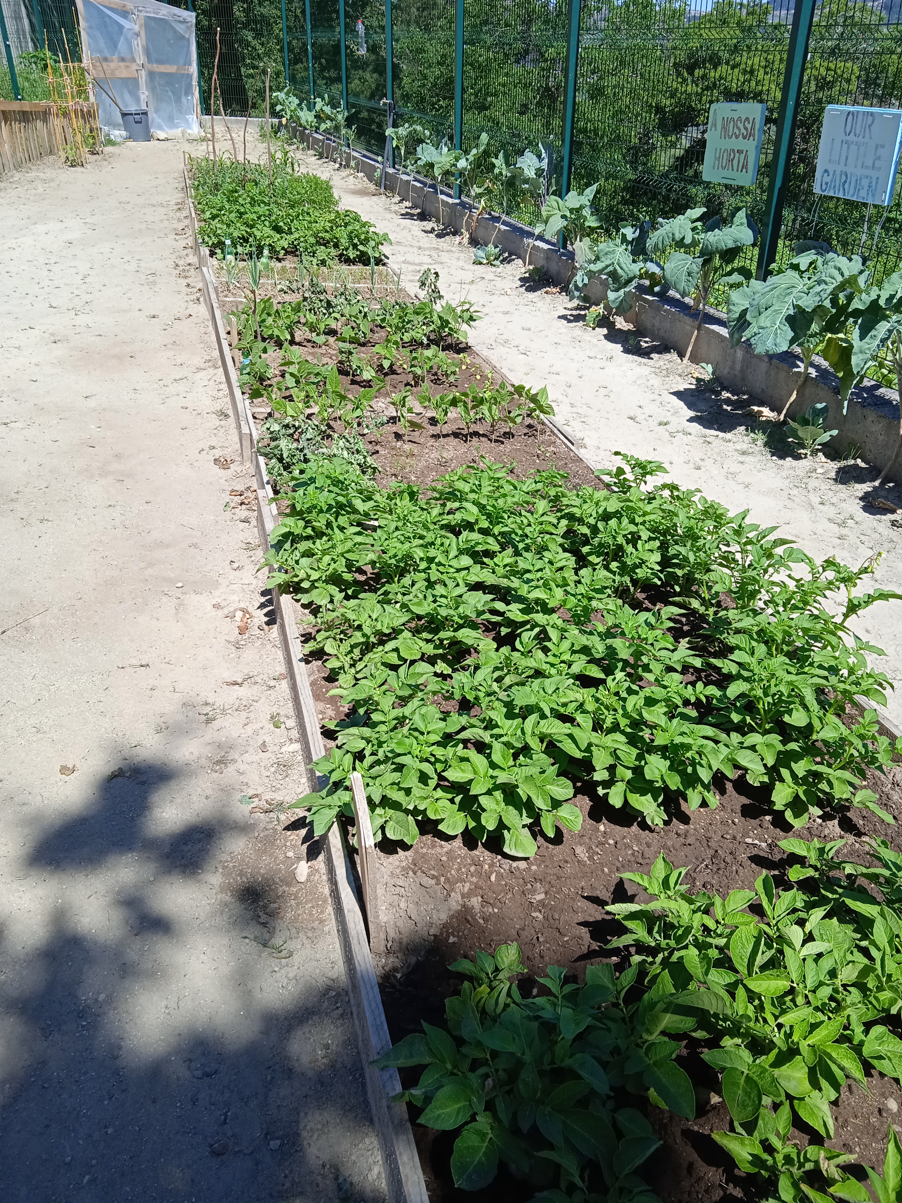 A nossa horta com batatas, feijão, cenouras, pepinos, tomates...