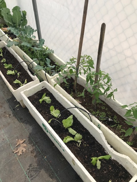 Novas plantações (alfaces e tomateiros)