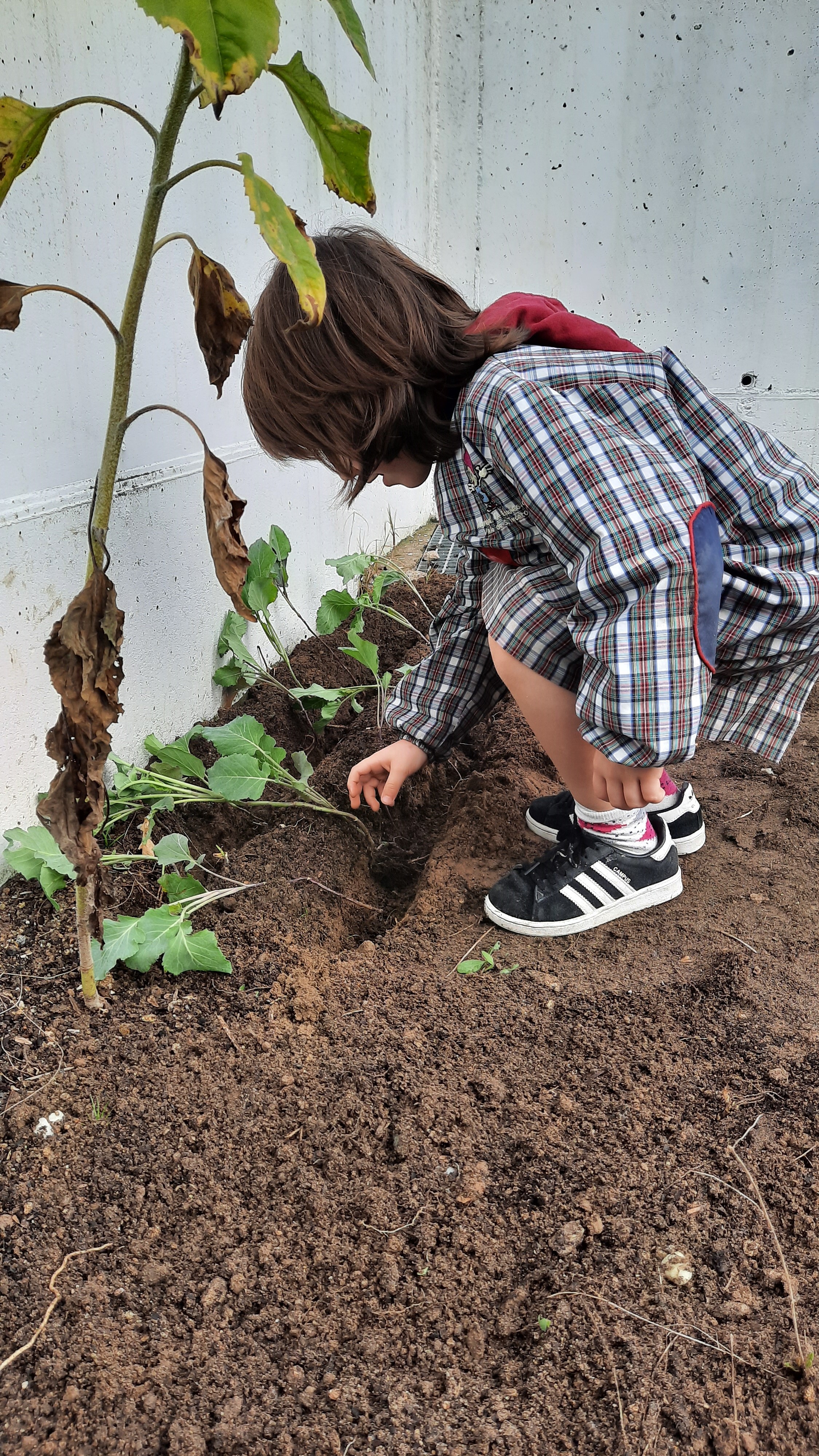 As crianças a plantar couves