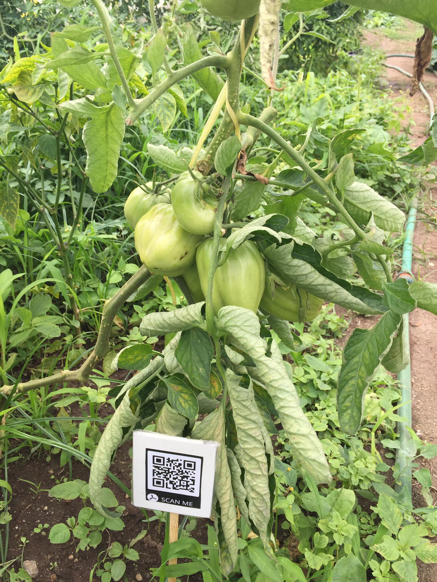 Tomateiro com identificação QRcode