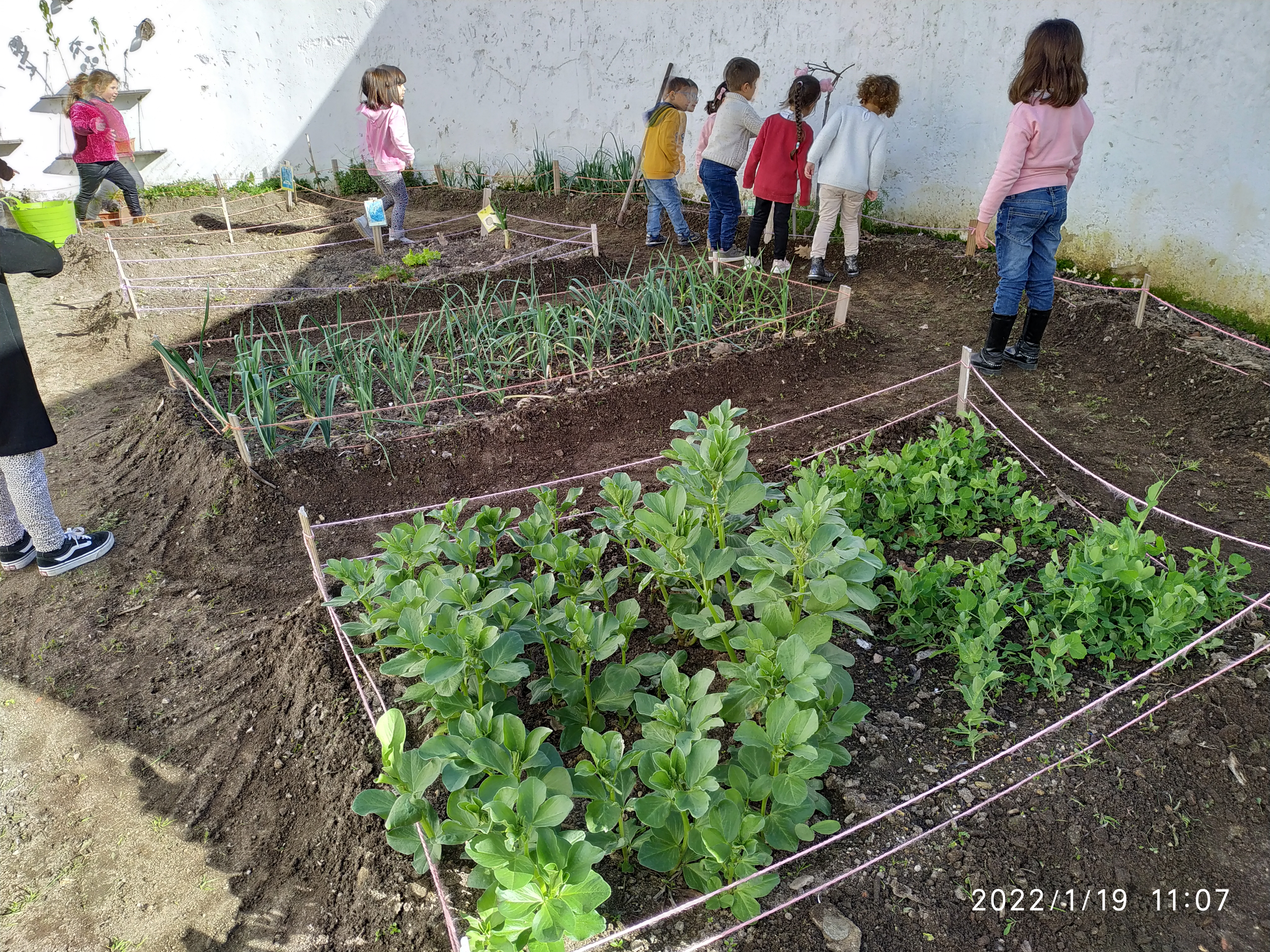 A nossa Horta em janeiro
Durante o mês de janeiro foram realizadas atividades de limpeza e manutenção da horta. As crianças foram limpando canteiros, observando o crescimento das plantas, realizando a rega sempre que necessário.