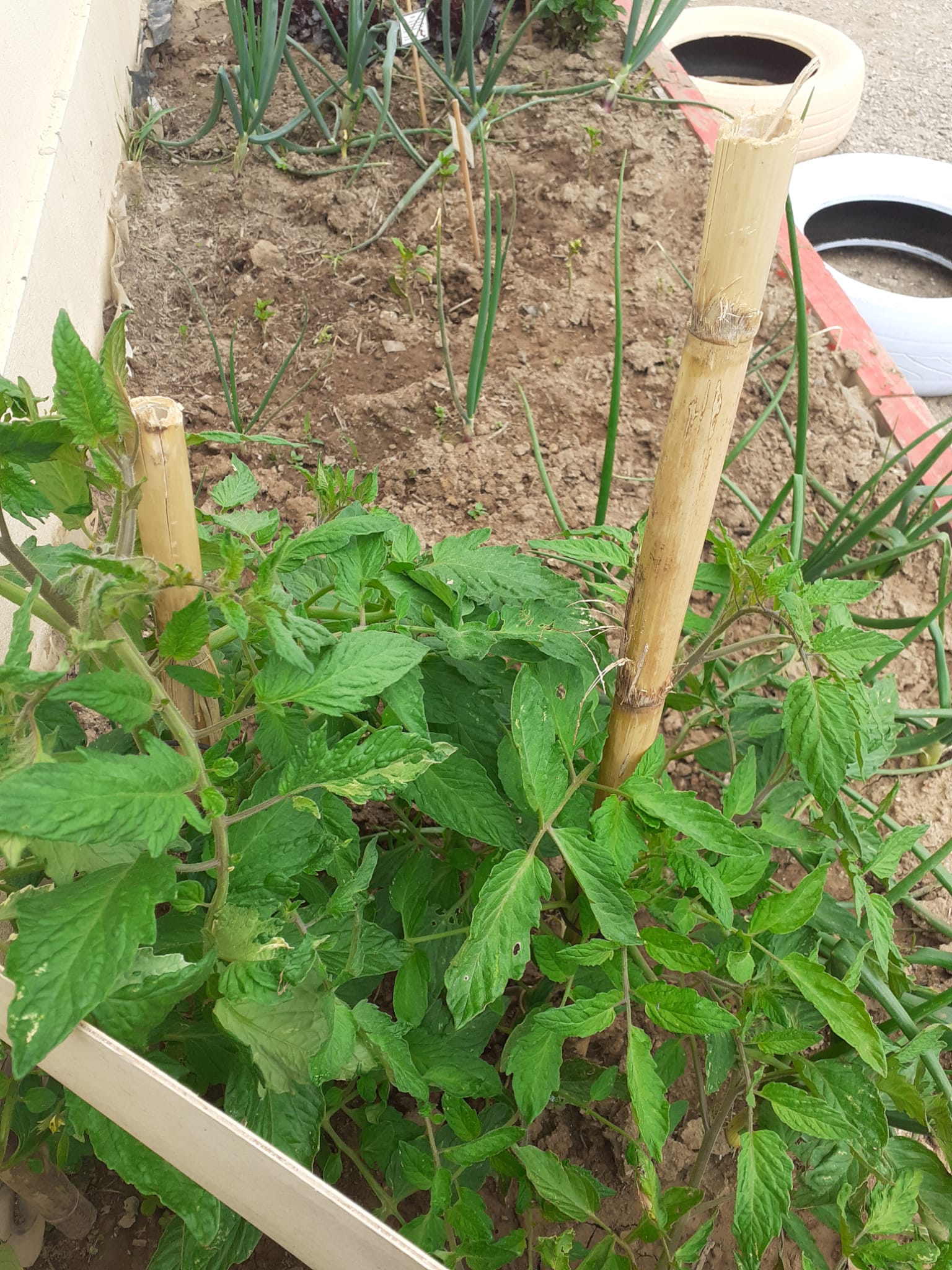 Horta BioHeliântia 1:
Tomateiro, pimentos e cebolo em fase de crescimento