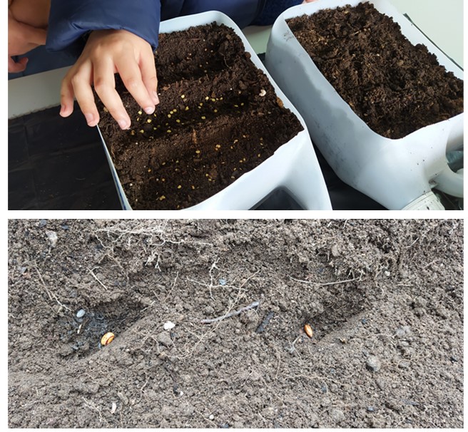 Fazer sementeiras em recipientes e diretamente no terreno da horta