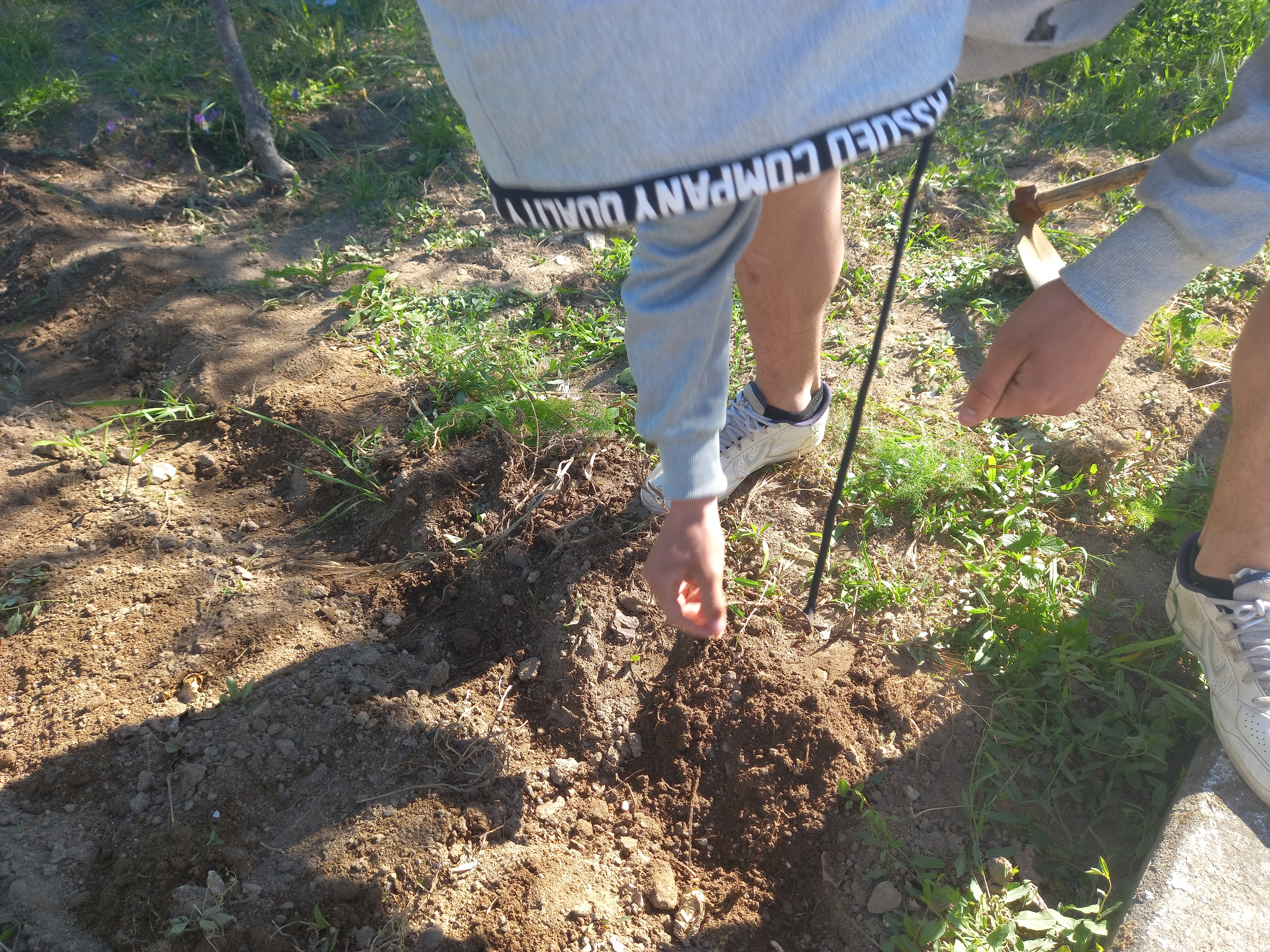 Os alunos prepararam a terra e semearam vários tipos de feijão.