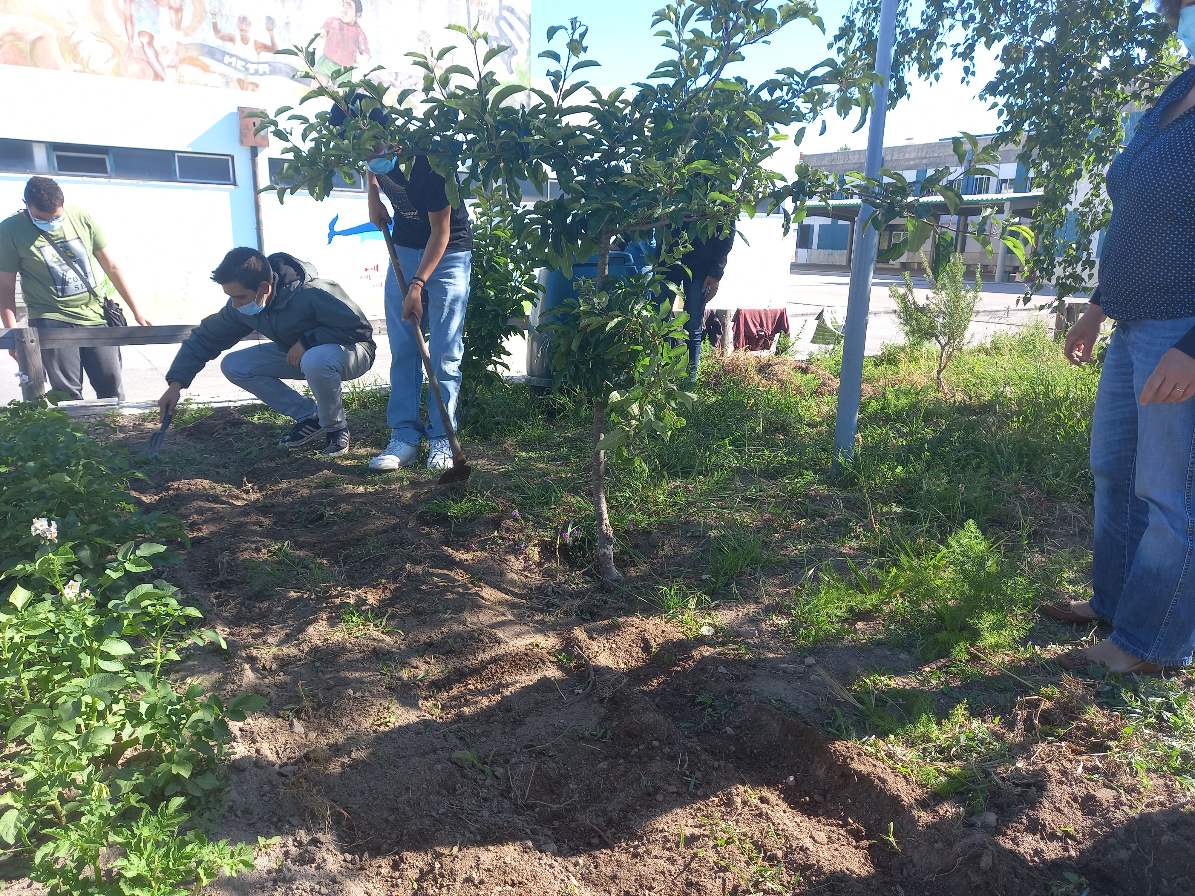 Os alunos prepararam a terra e semearam vários tipos de feijão.