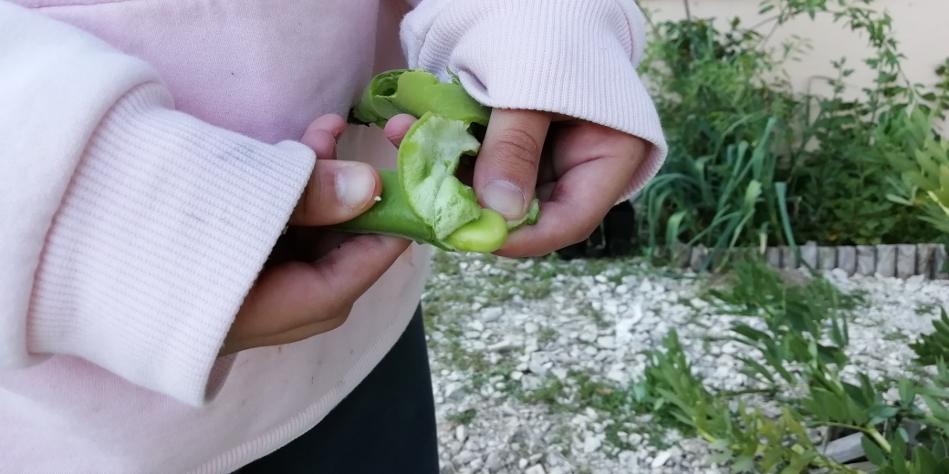 A foto mostra um aluno a abrir uma vagem de fava e a comer os grãos, que se apresentam bem desenvolvidos e gostosos. Este aluno comeu favas pela 1º vez.