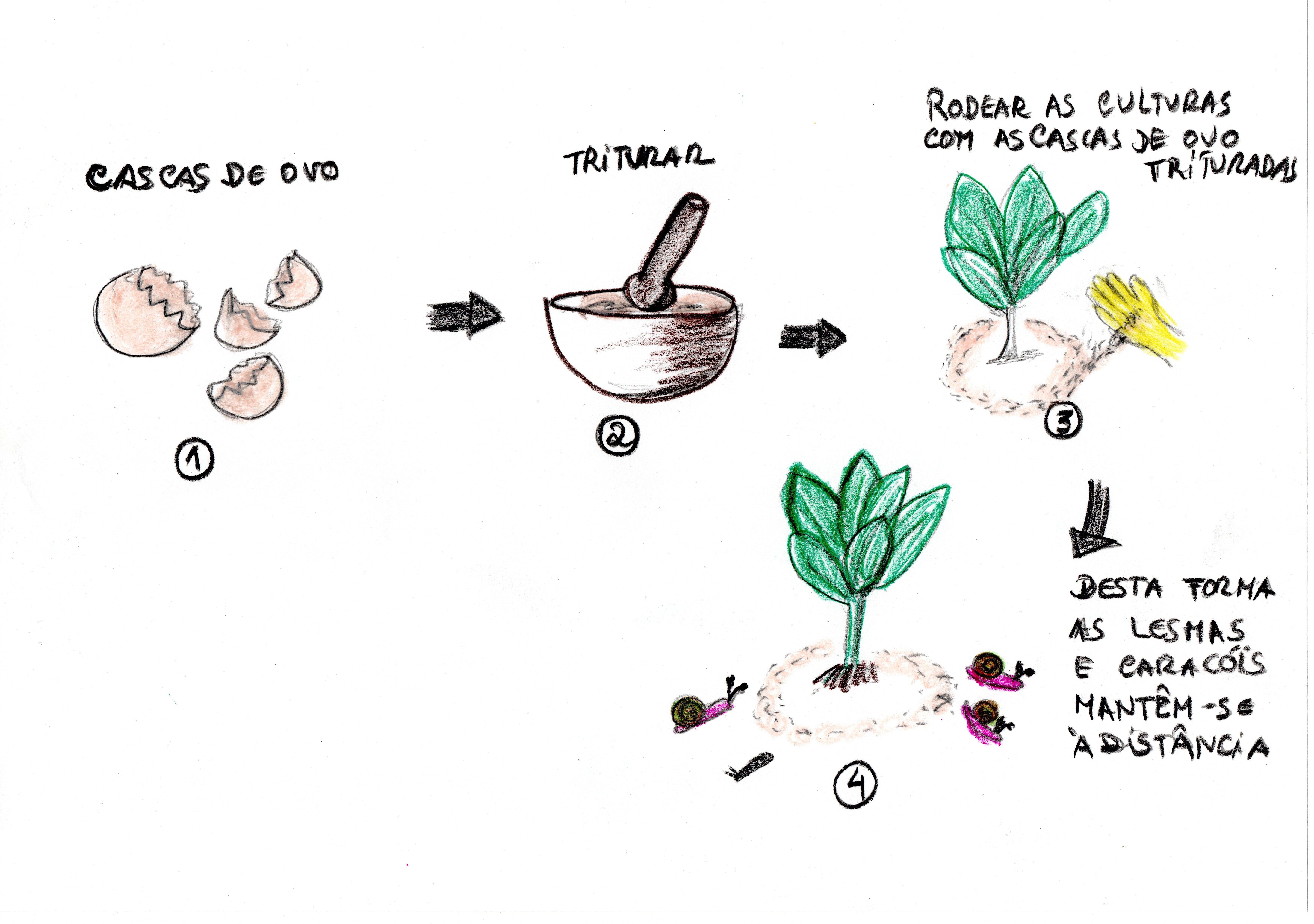 Ilustração com a descrição dos passos necessários para o uso das cascas de ovo trituradas como forma de afastar as lesmas e caracóis.