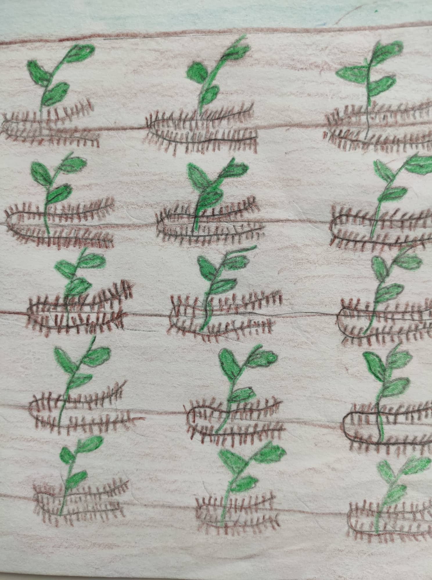 Segredos da Horta - Plantação de batata doce com recurso à fertilização natural  - Dicas e truques - Ilustração