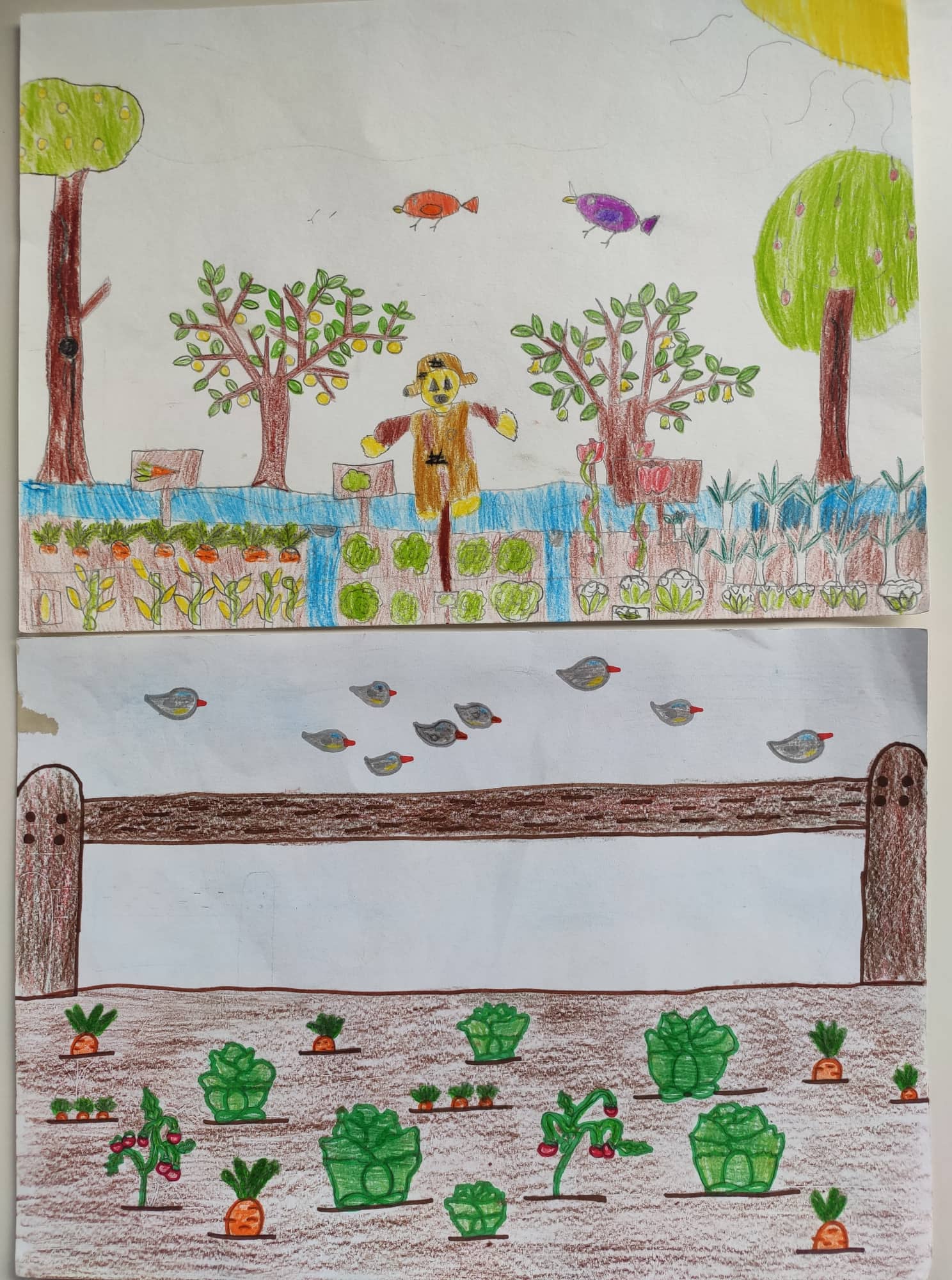 Segredos da Horta - Em cima, ilustração de um truque usado pelos agricultores para proteger as suas culturas do Pombo Trocaz. Em baixo, ilustração de uma dica muito usada pelos agricultores para afugentar os pássaros - espantalho.
