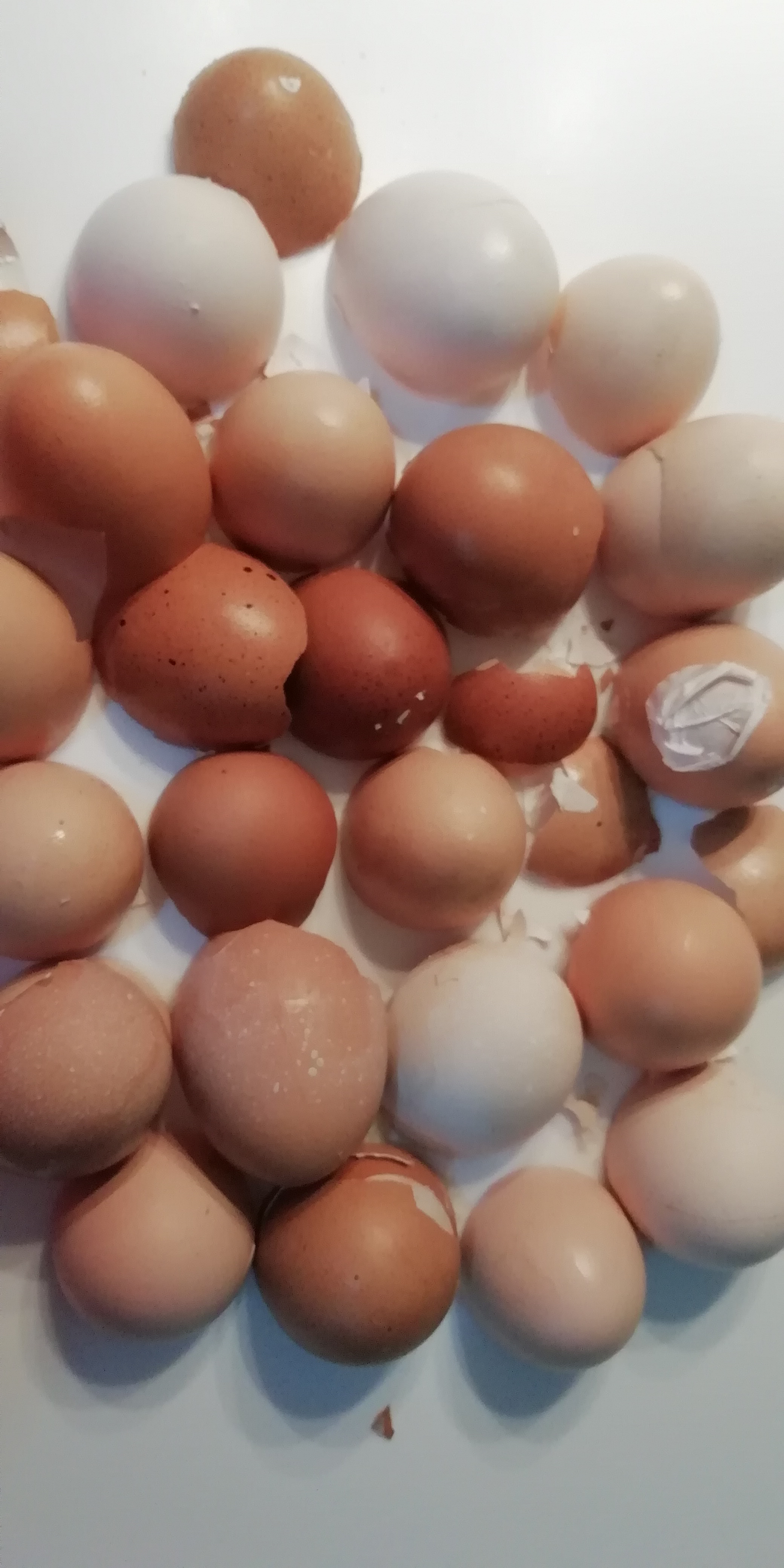 Secagem das cascas de ovos.