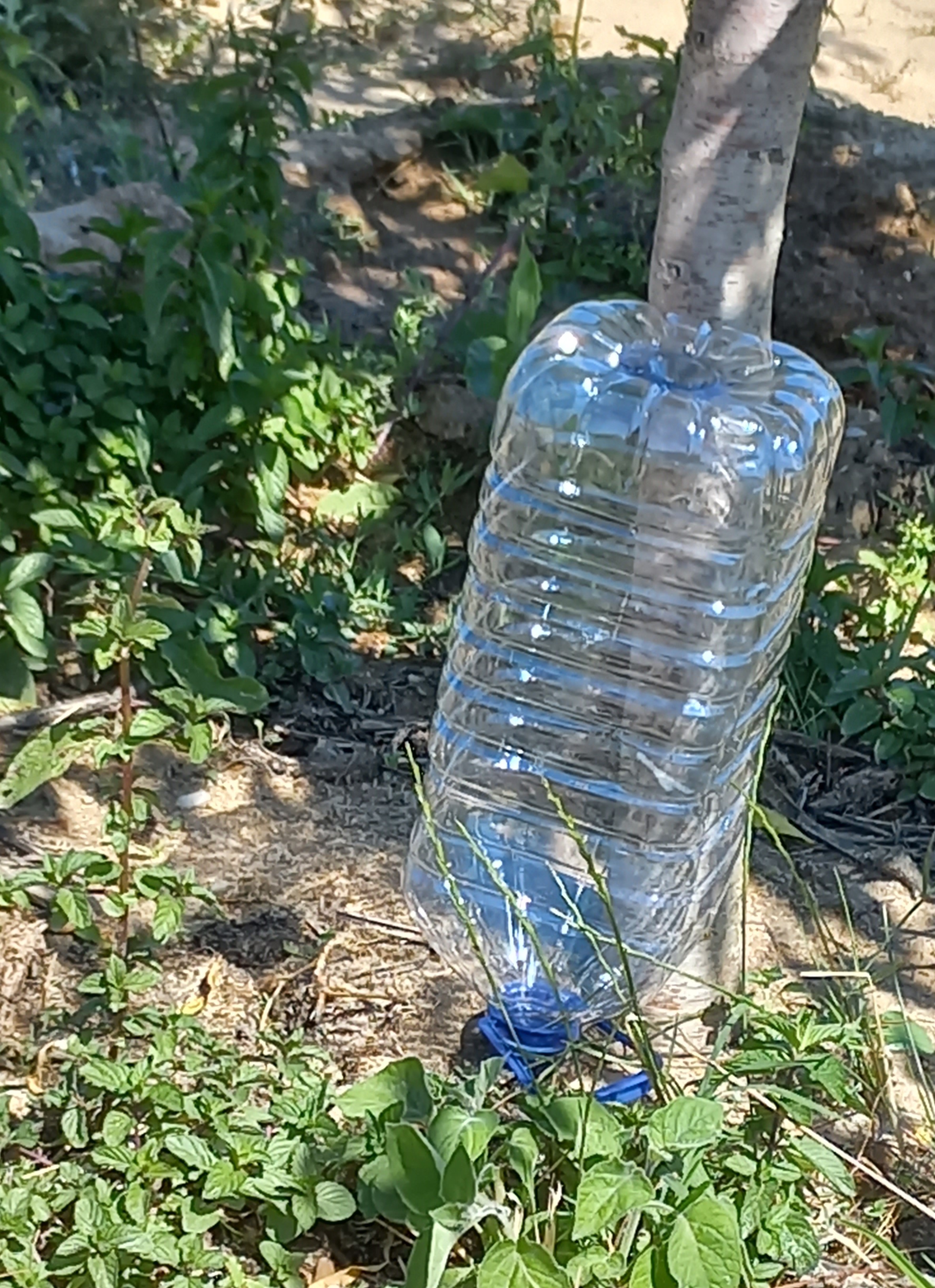 Os garrafões para o sistema de rega gota-a-gota foram colocados junto do caule das árvores da horta pedagógica.