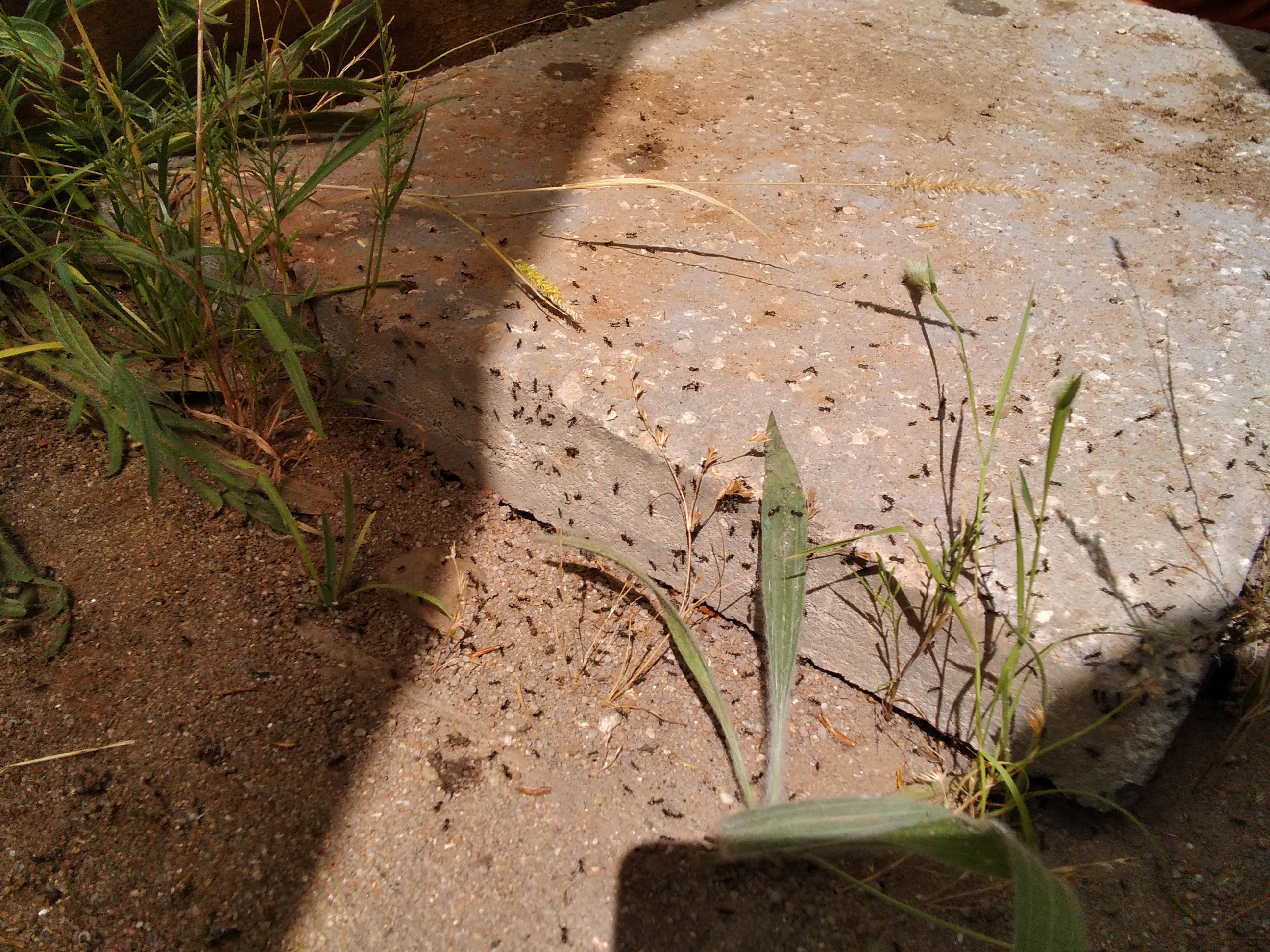Foto 2 - Observação de espécie invasora (formigas)