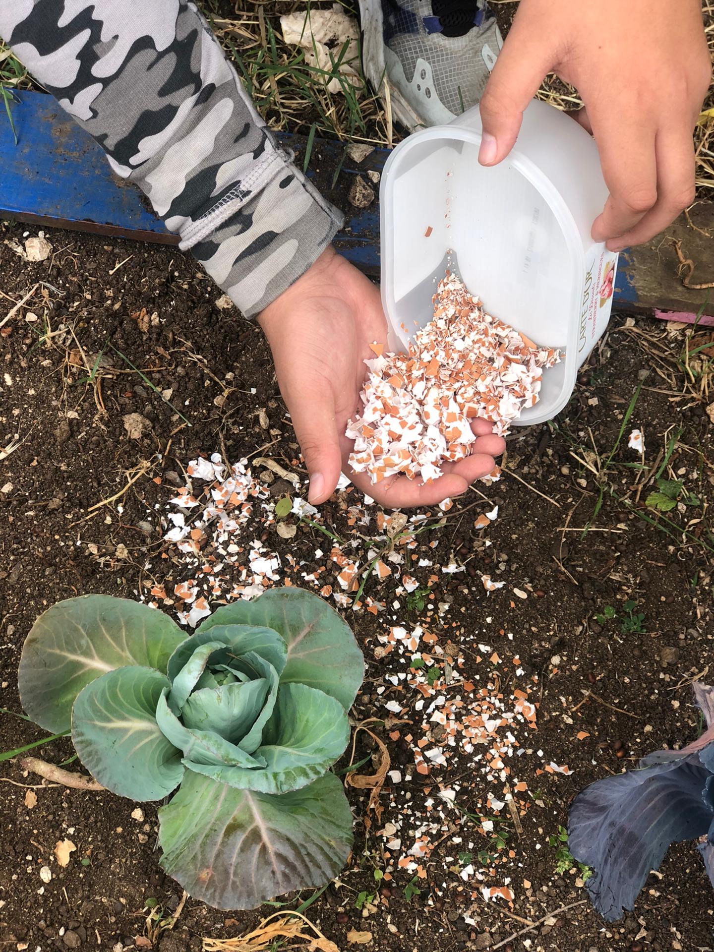 Colocámos as cascas de ovos trituradas em volta das plantas da nossa horta, de forma a lhes fornecer nutrientes essenciais e a afastar algumas pragas