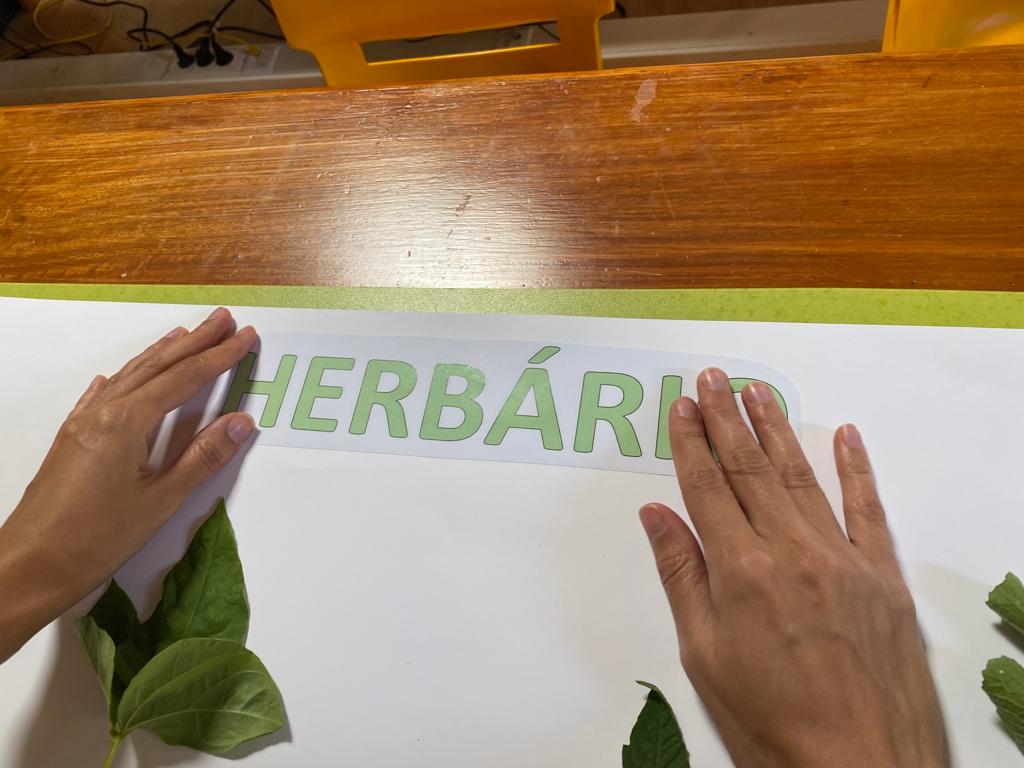 Durante a construção do herbário