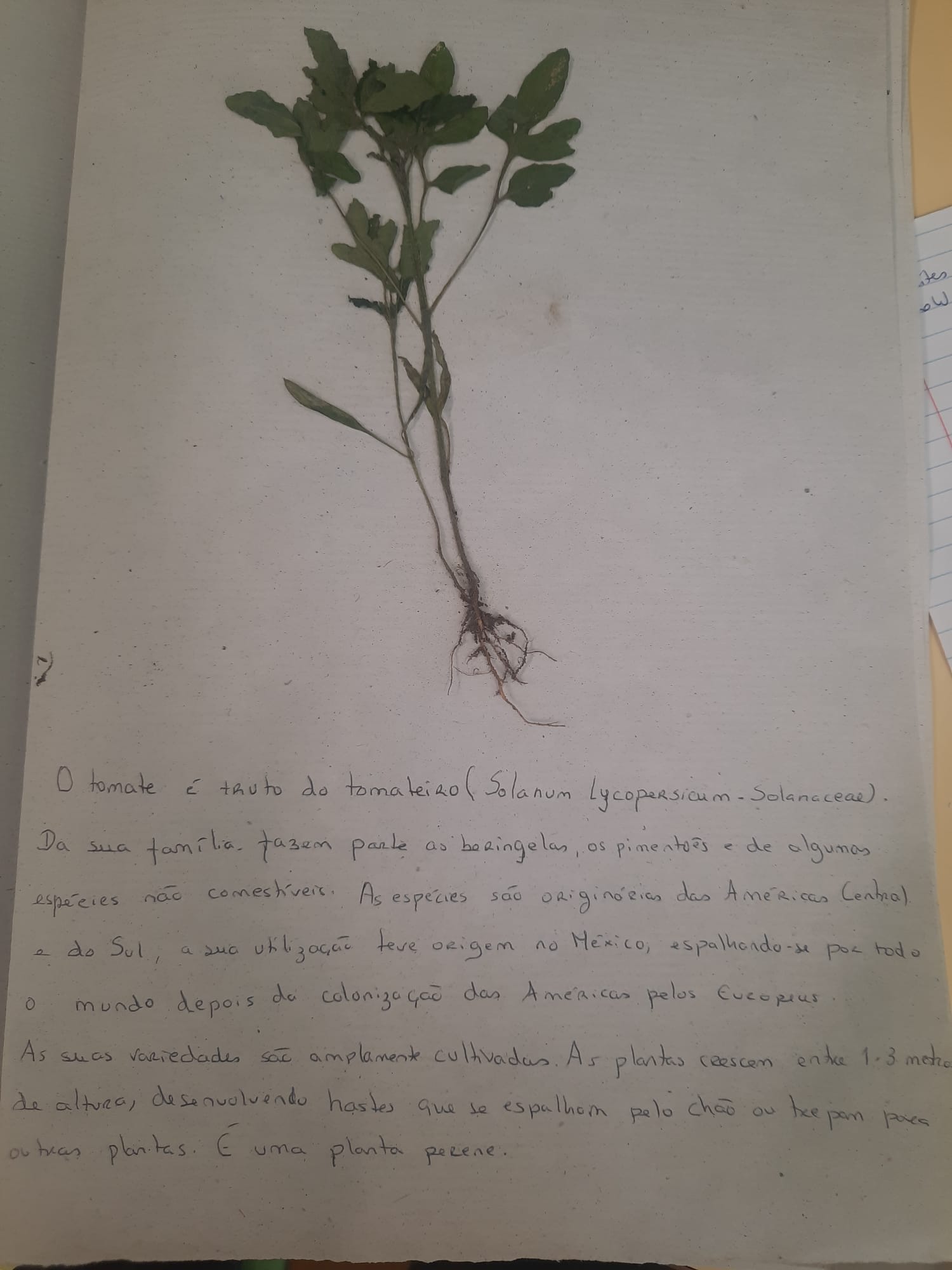 Espécie:Solanum Lycopersicum-solanaceae