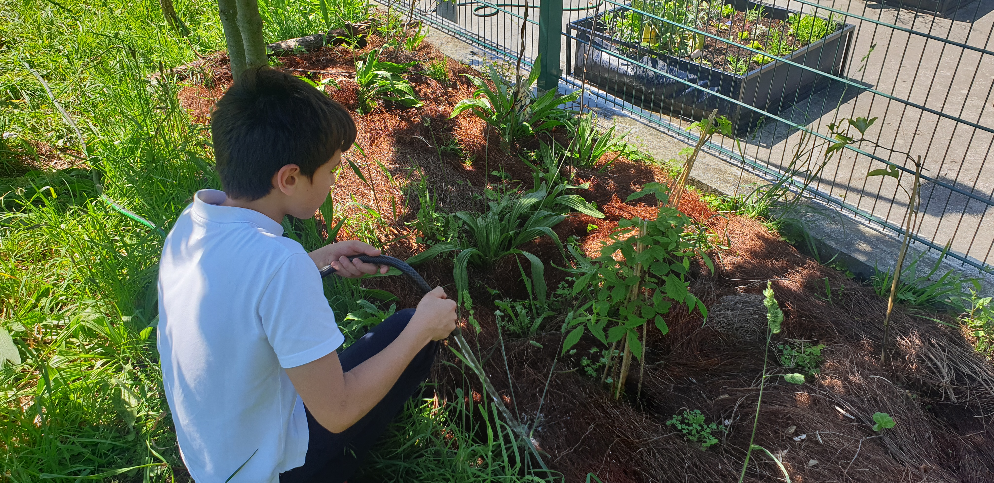 Instalação de jardim de plantas aromáticas e de frutos silvestres, para promoção da polinização das plantas da Horta Pedagógica.