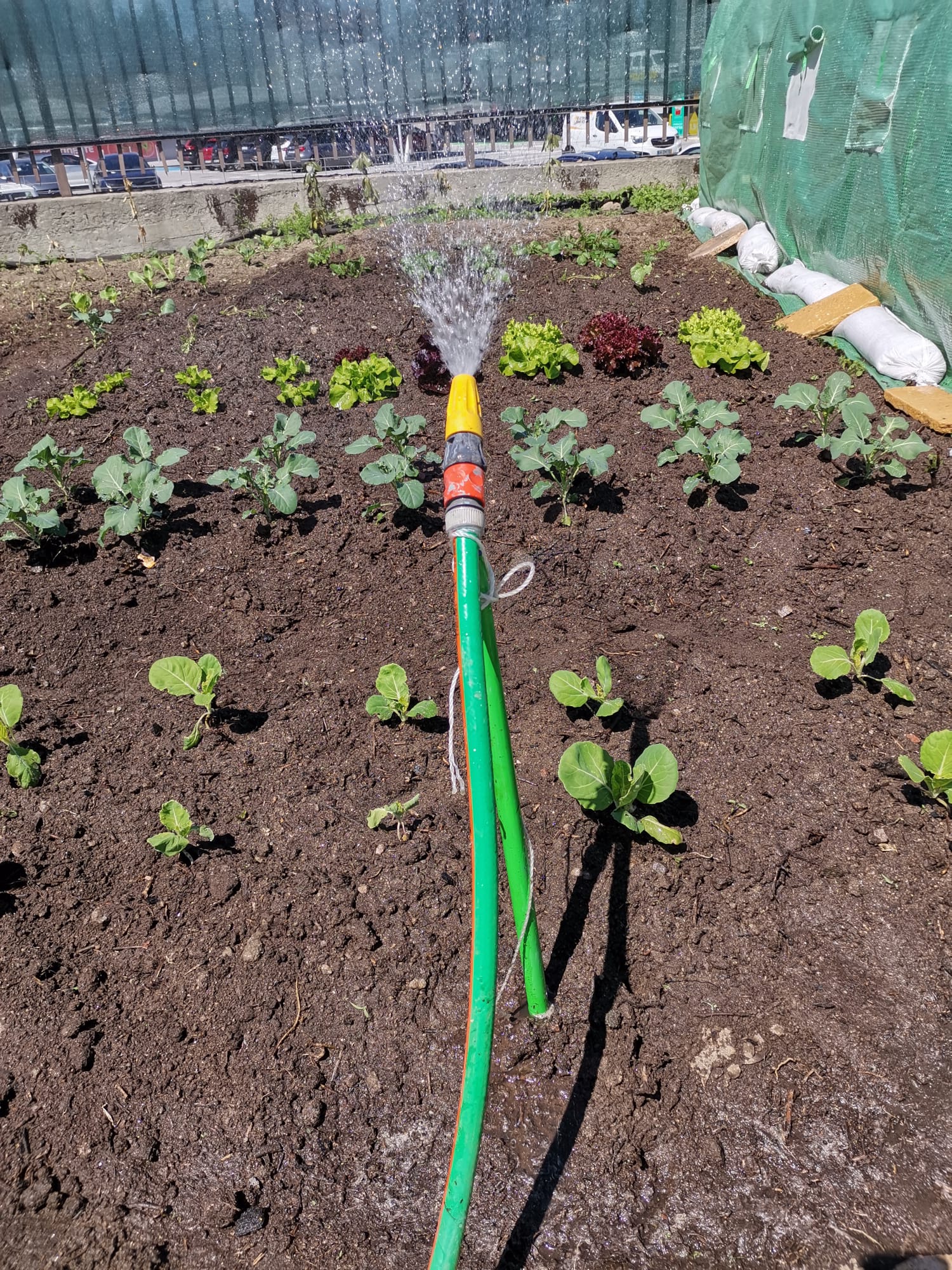 A plantação (penca, brócolo, alface, courgette, batata e beringela, mas ainda há tomate e abóbora) e um sistema de rega improvisado.