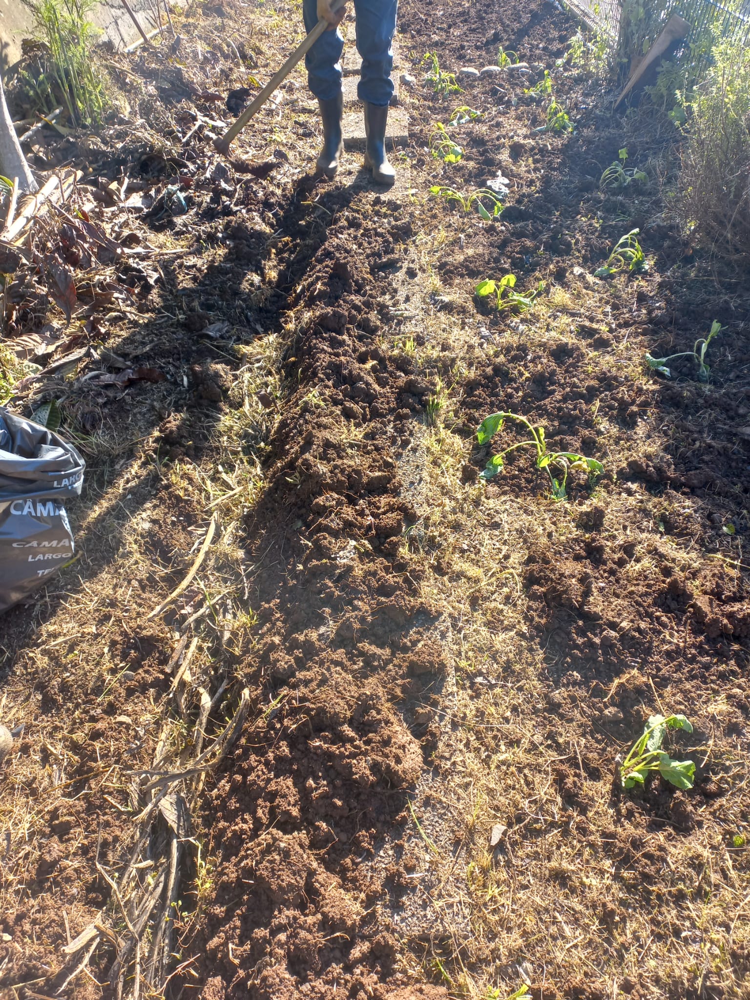 Com o uso de folhas secas fizemos o empalhamento da terra para depois plantar couves.