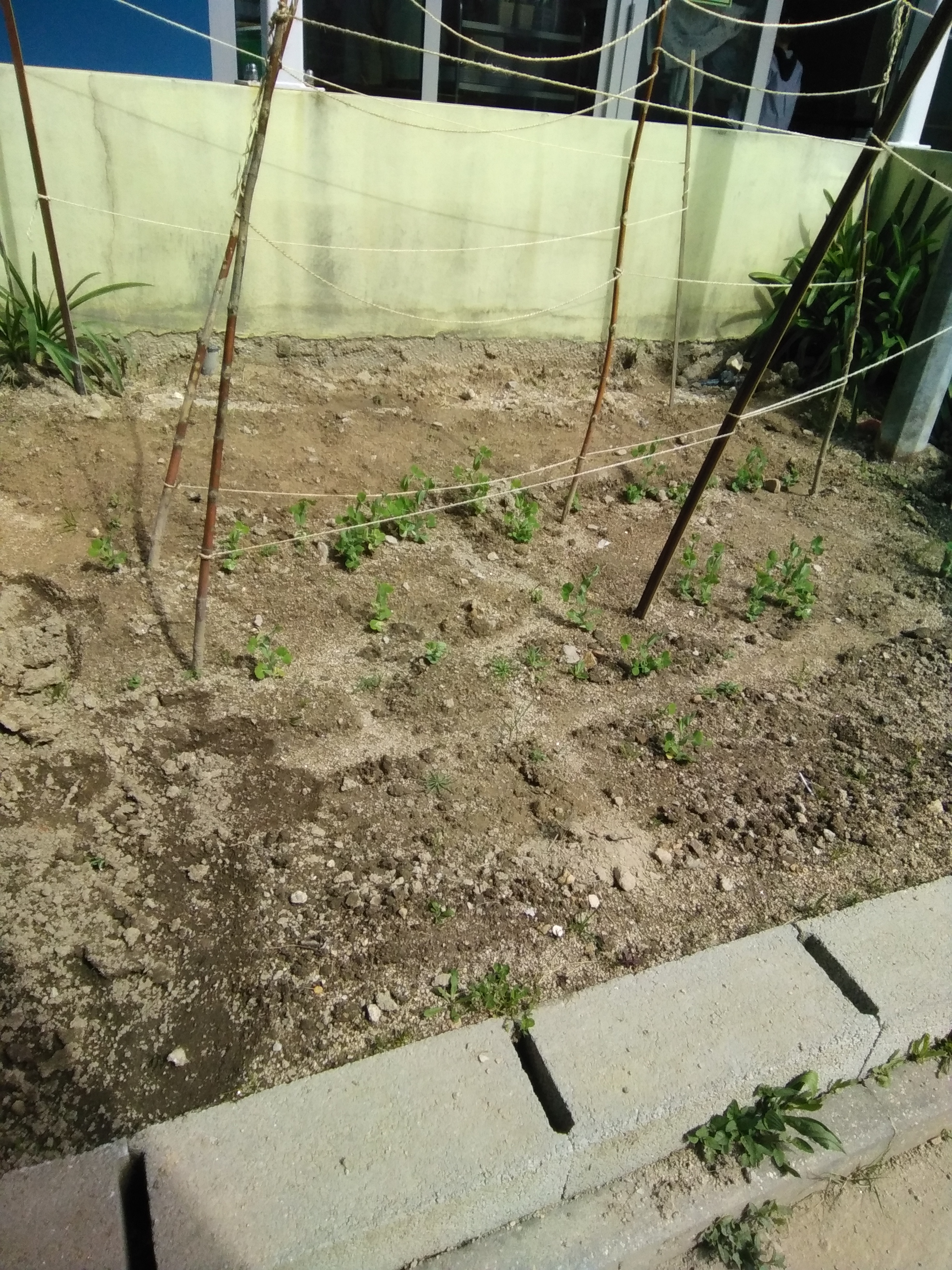 Cultivo de trepadeiras de feijão verde