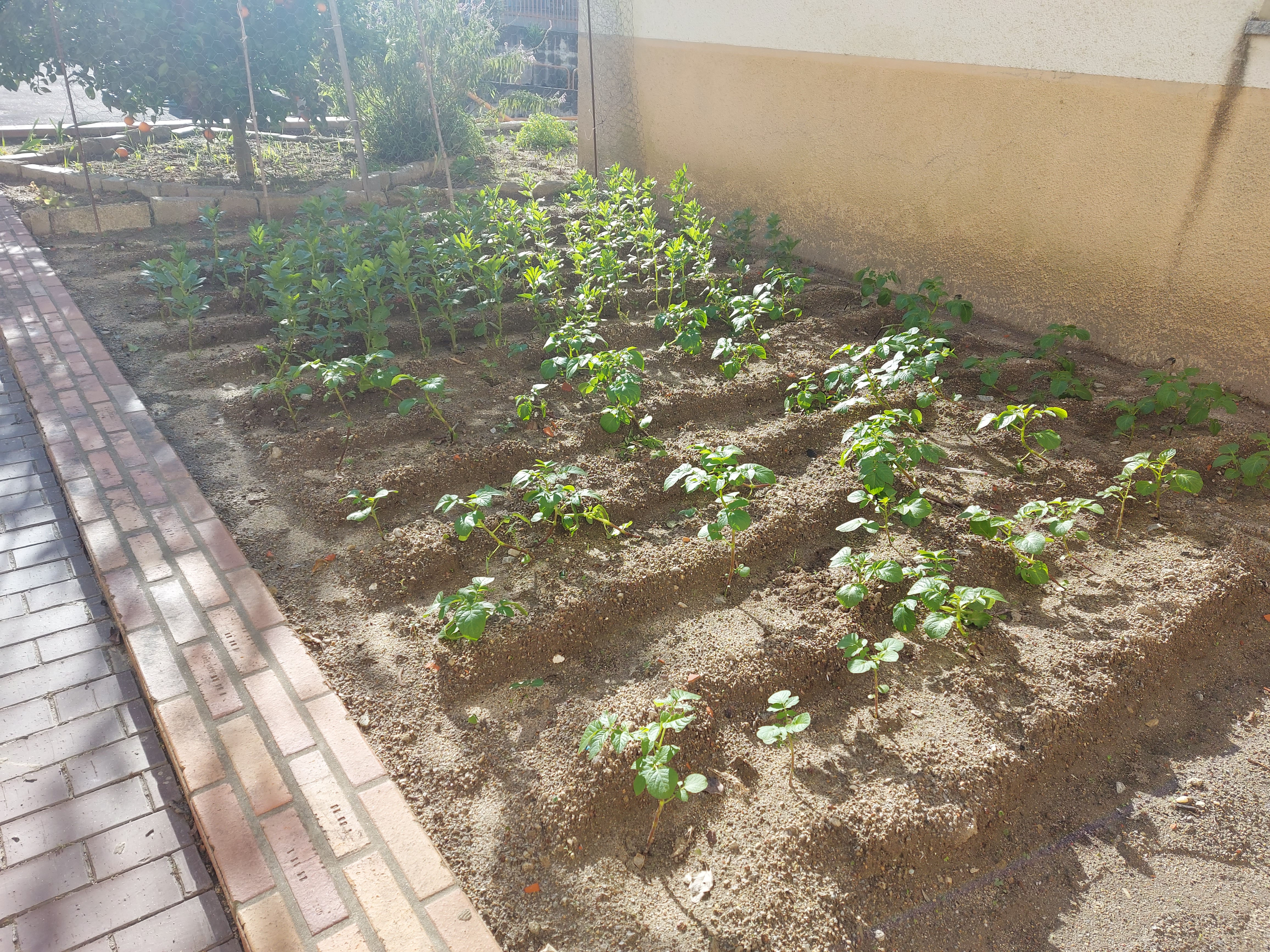 Plantação de batatas e favas.
As ervas daninhas são tiradas com regularidade para que as culturas possam crescer melhor.