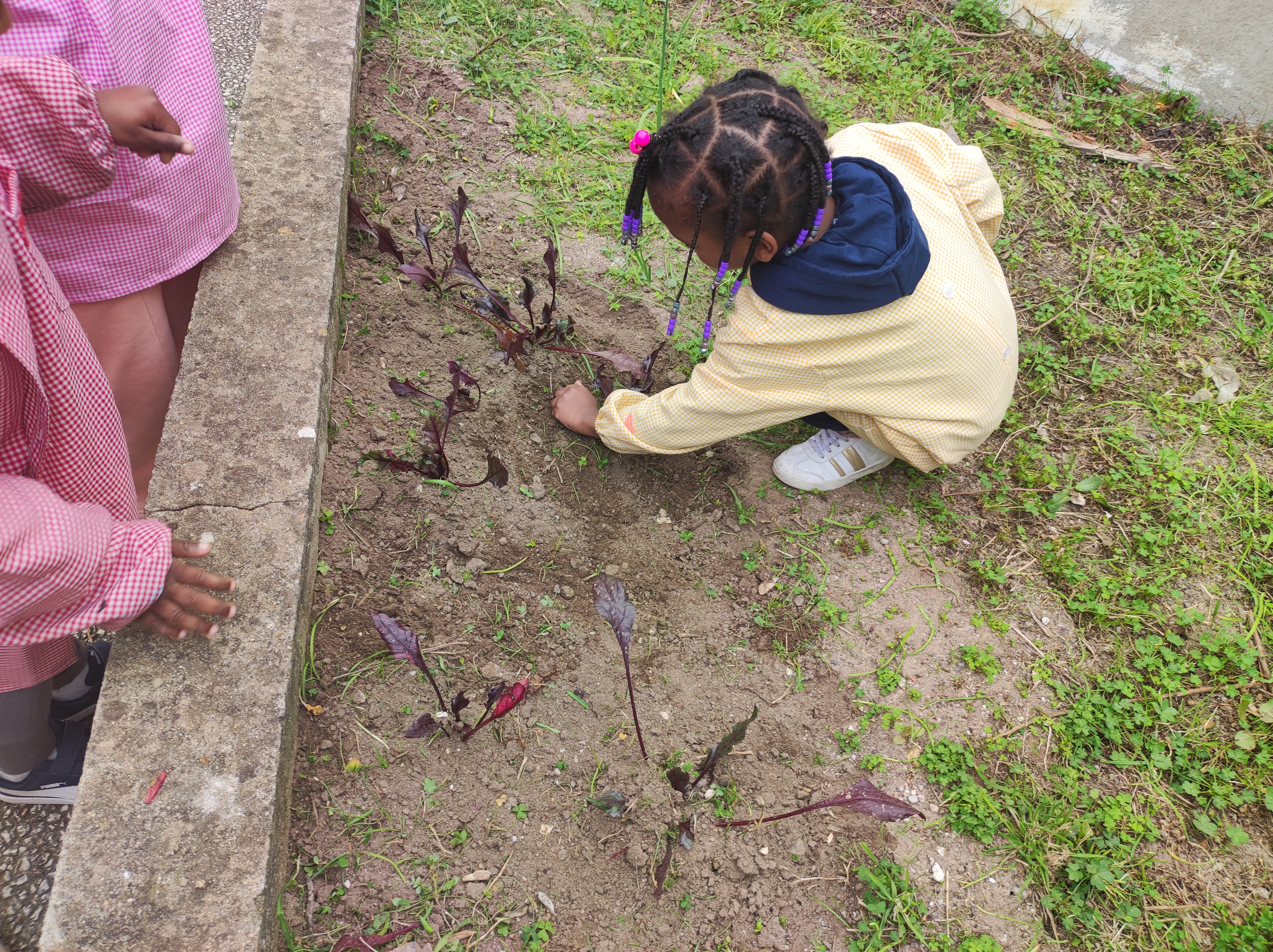 Alunos do pré-escolar preparam a terra e plantam alho francês, morangos, alface (fevereiro)