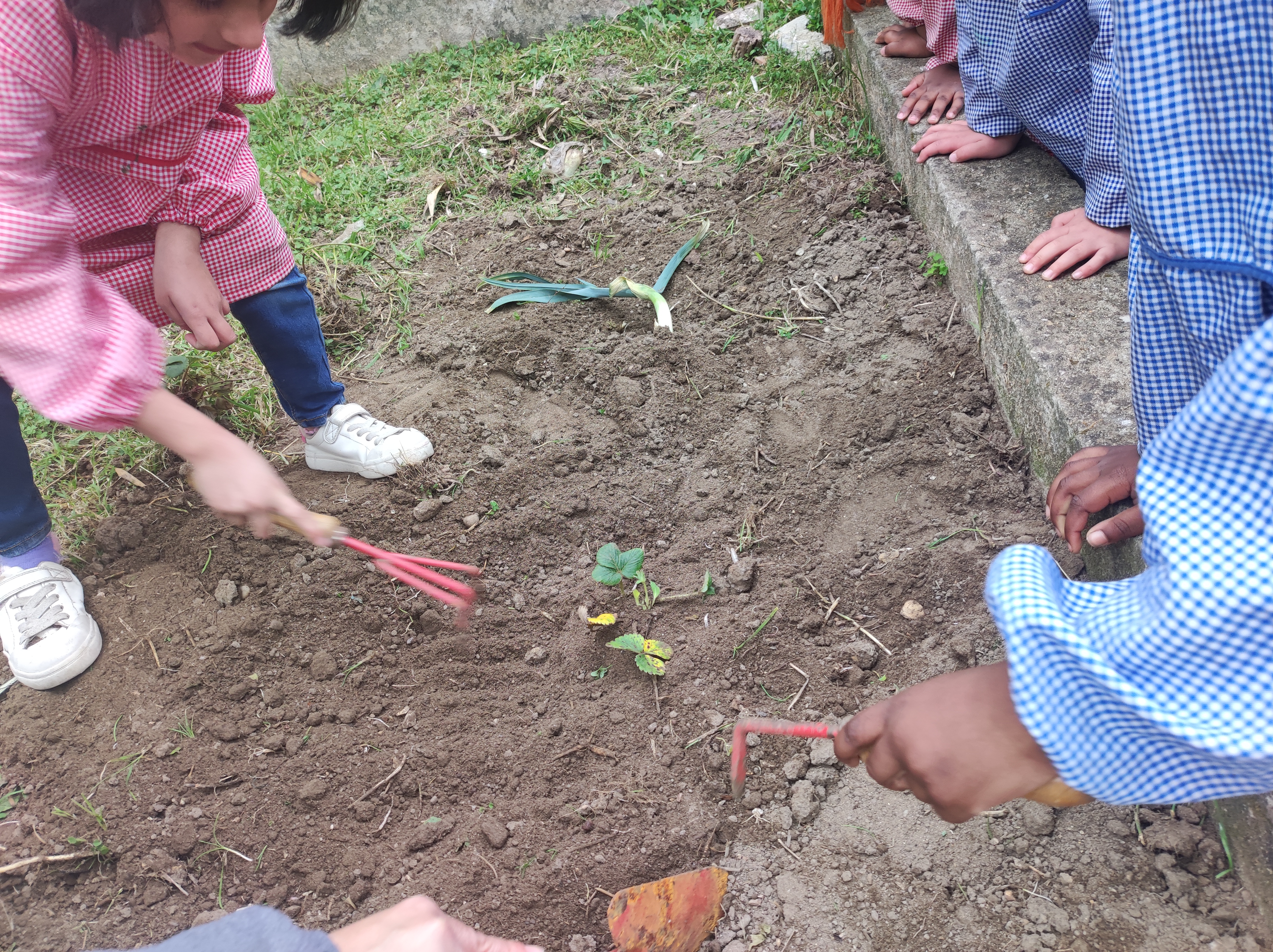 Alunos do pré-escolar preparam a terra e plantam alho francês, morangos, alface (fevereiro)