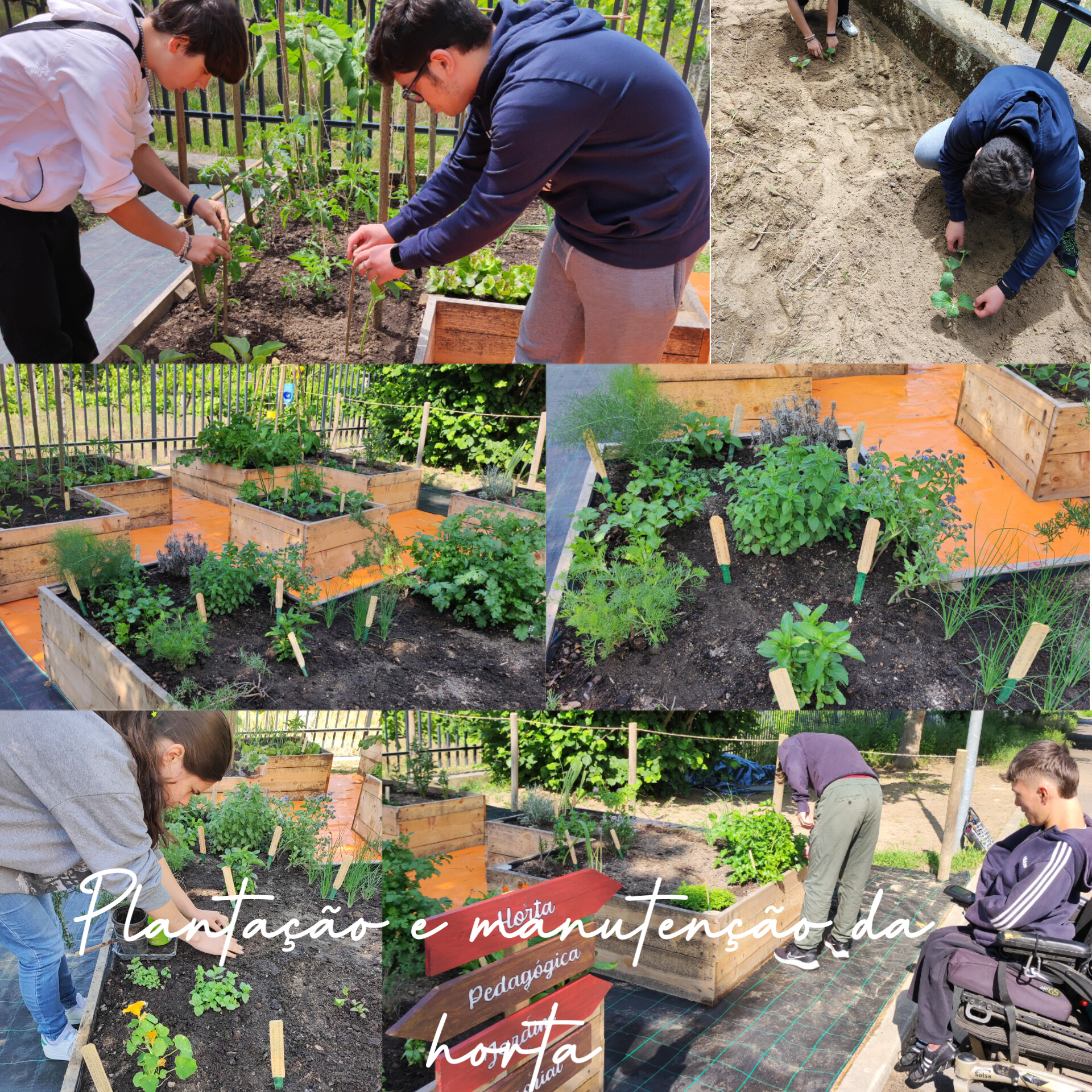 Plantação e manutenção da horta